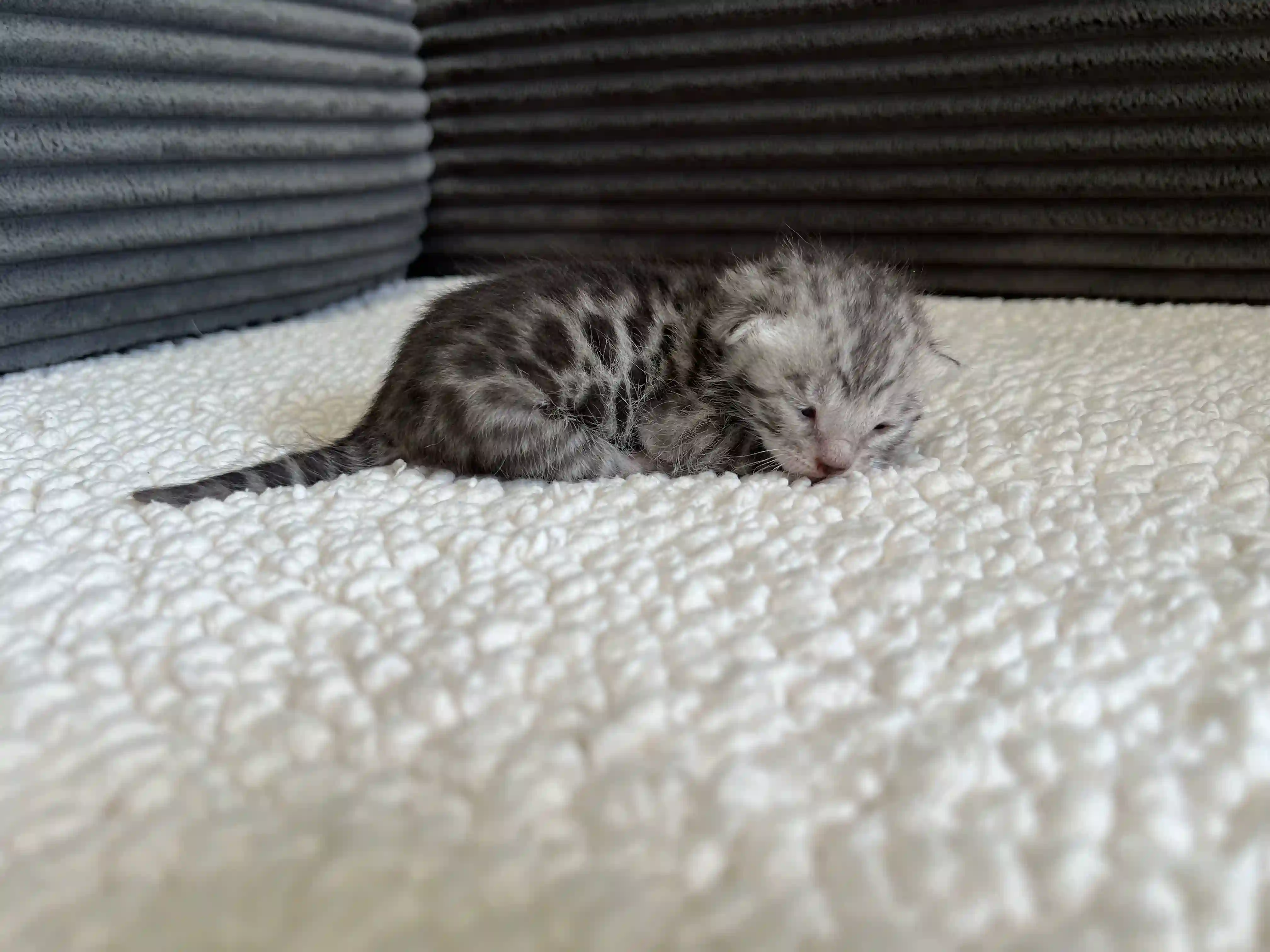 Ash - Bengal Kitten