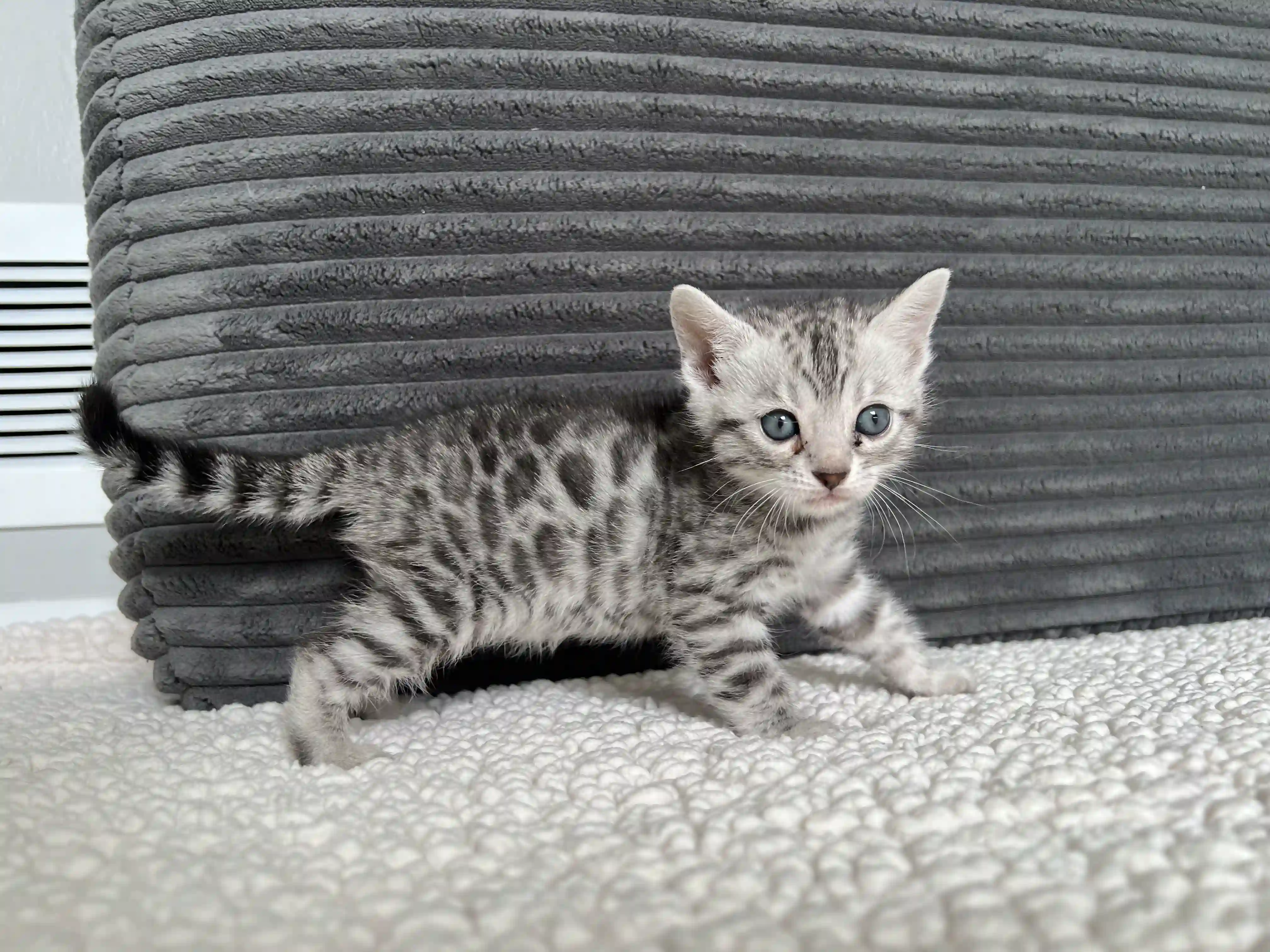 Ash - Bengal Kitten