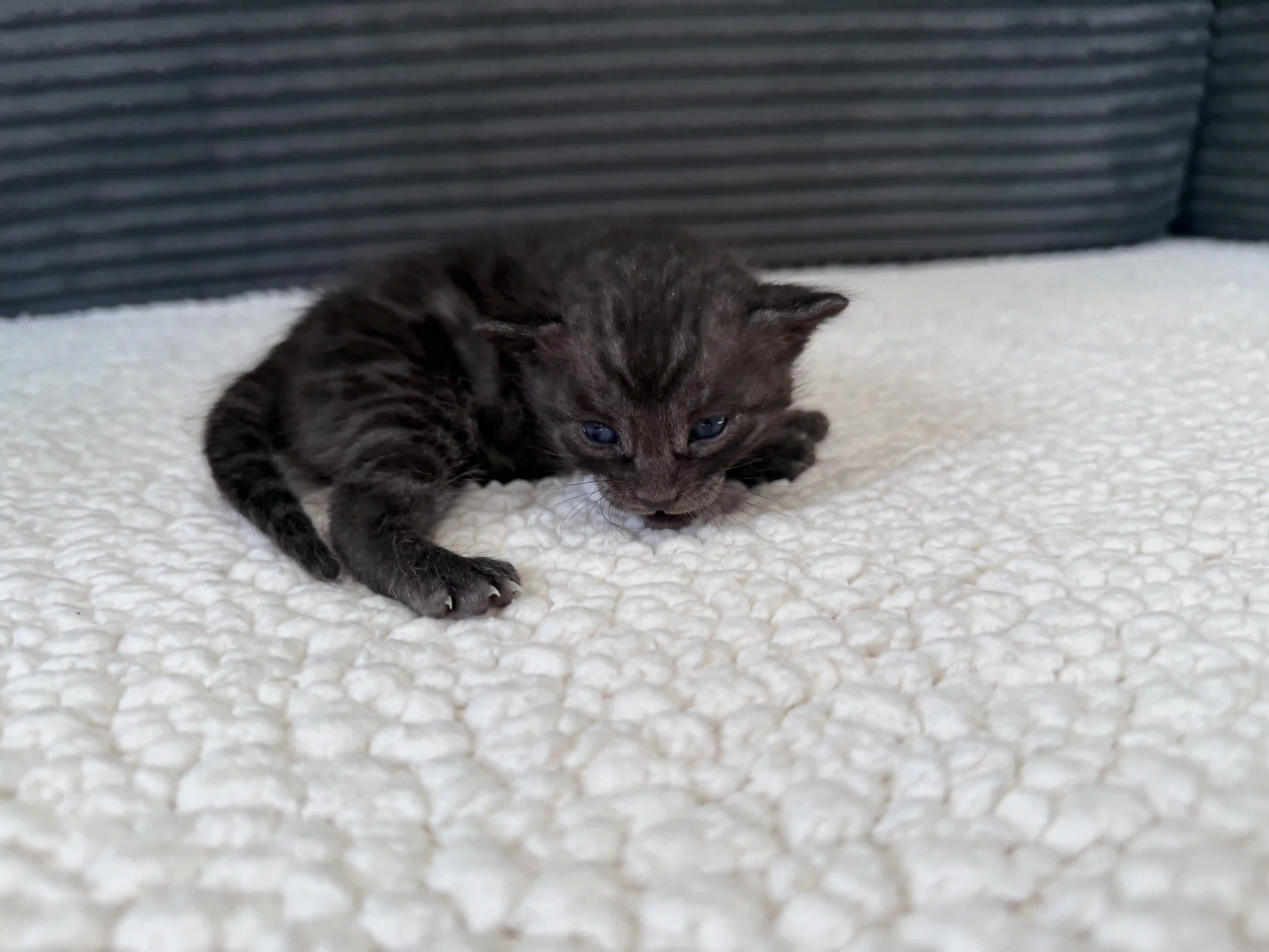 Boulder - Bengal Kitten