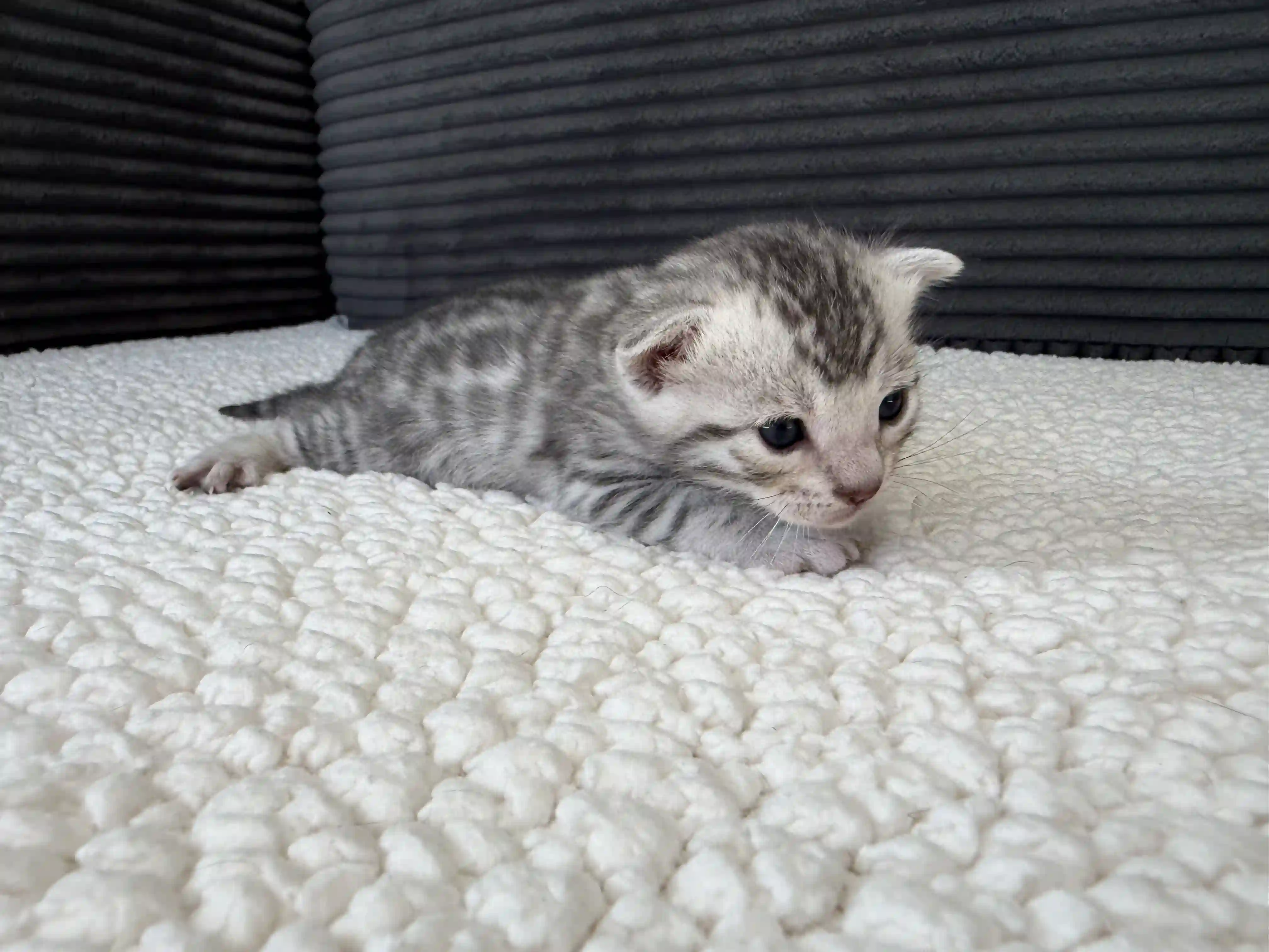 Clay - Bengal Kitten