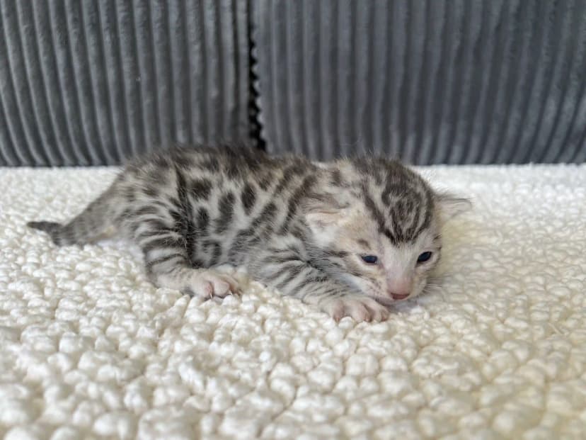 Bengal Kitten Comet