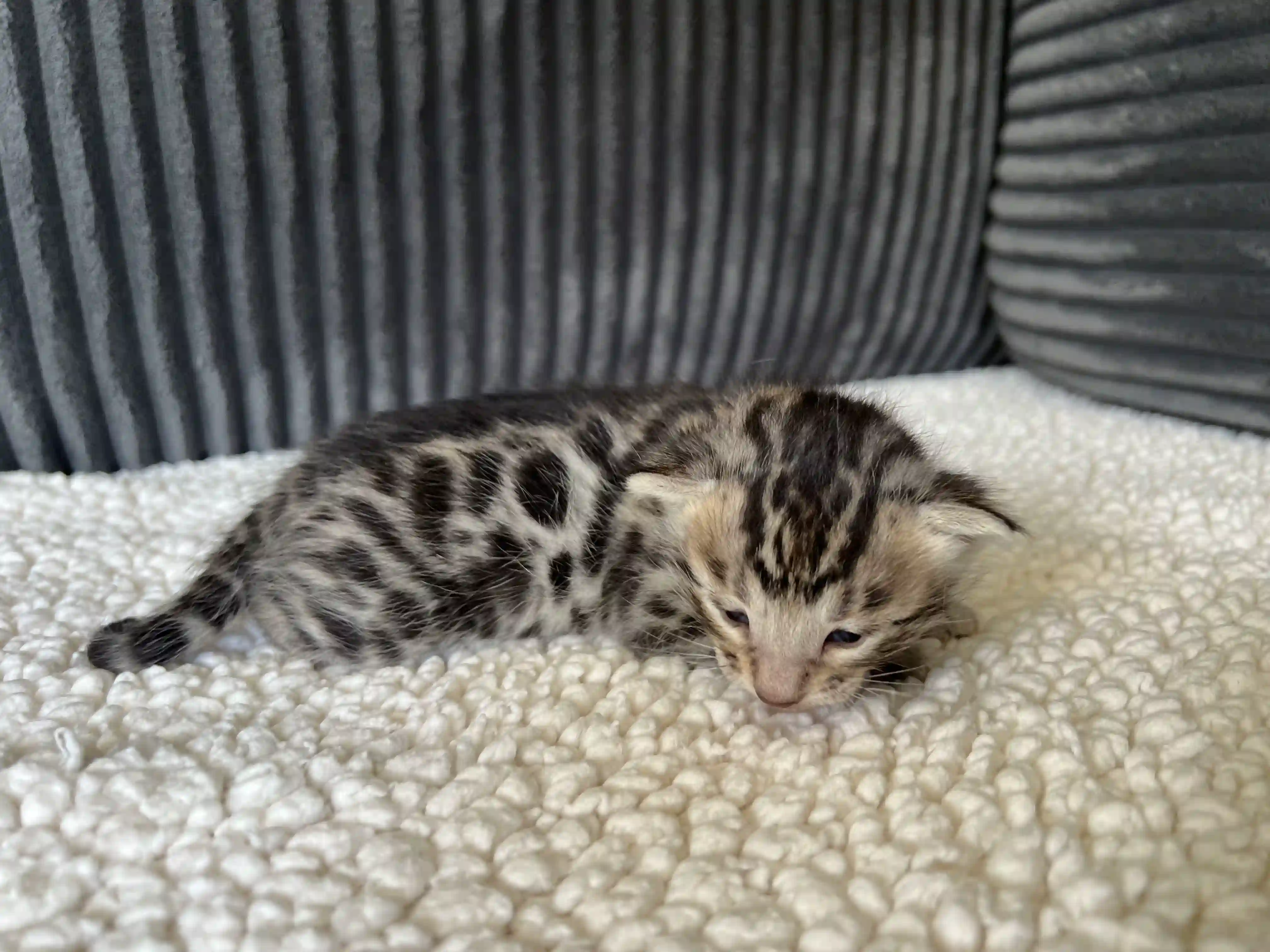 Cosmo - Bengal Kitten