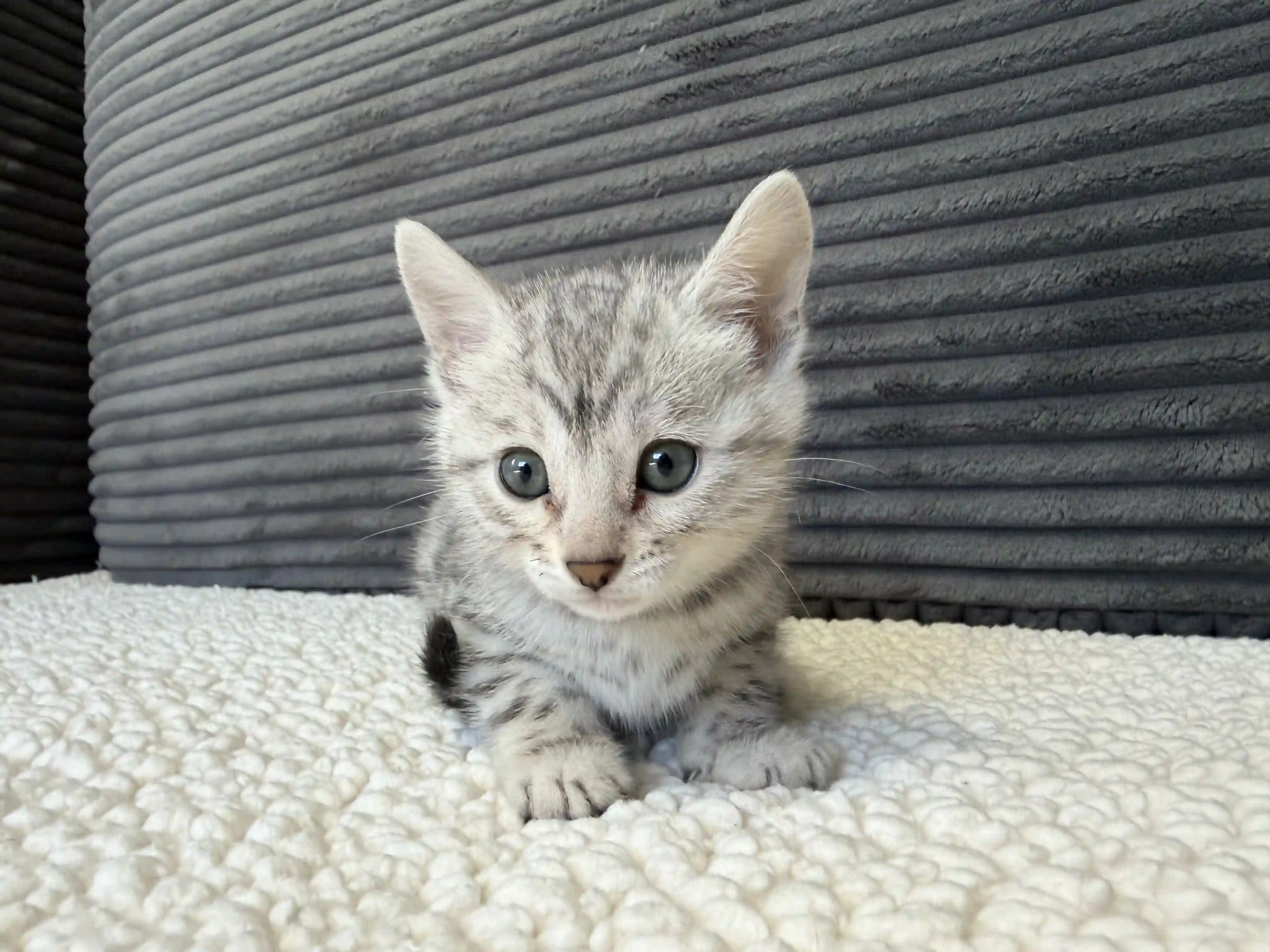 Daisy - Bengal Kitten