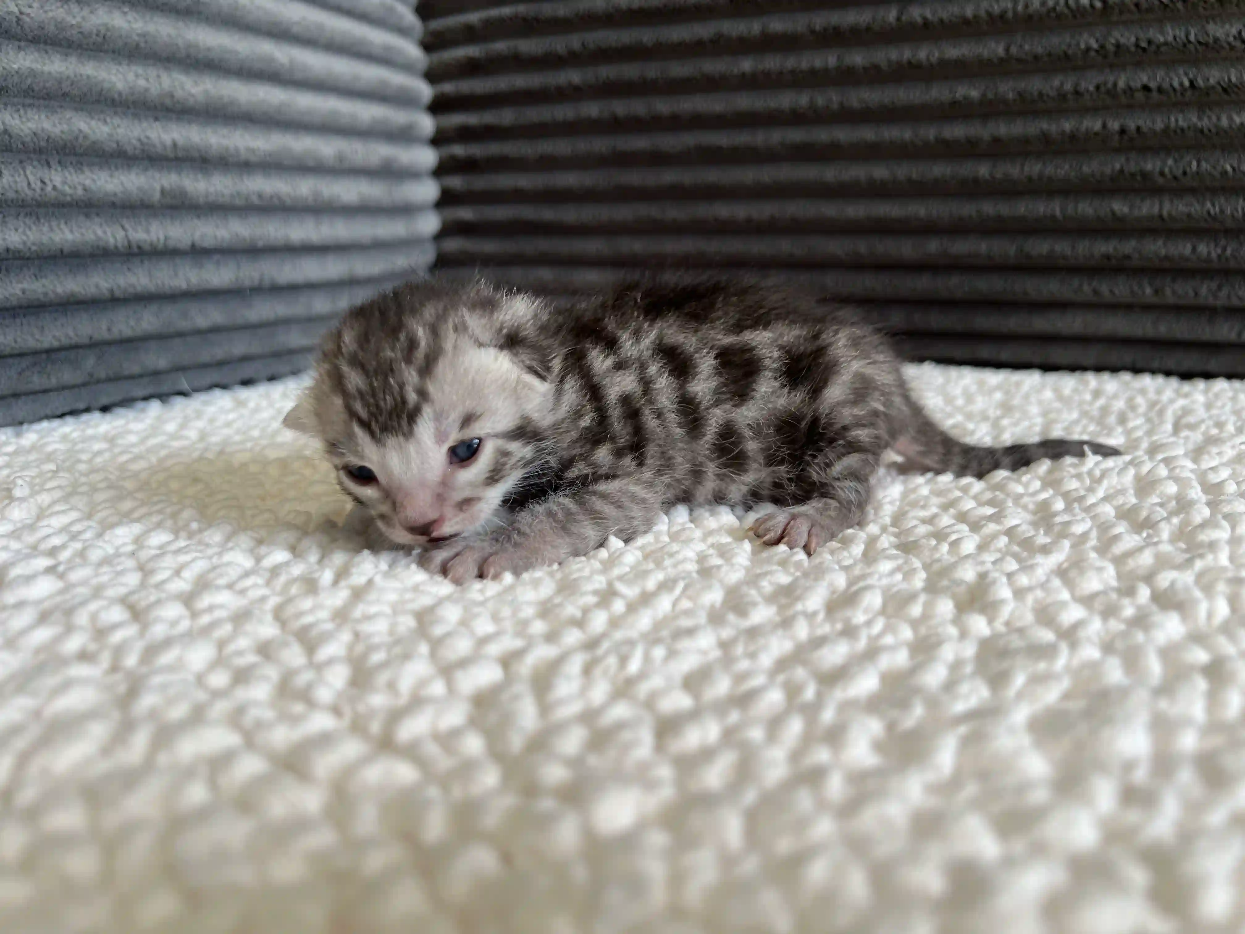 Flint - Bengal Kitten