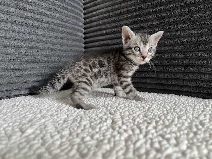 Bengal Kitten Flint