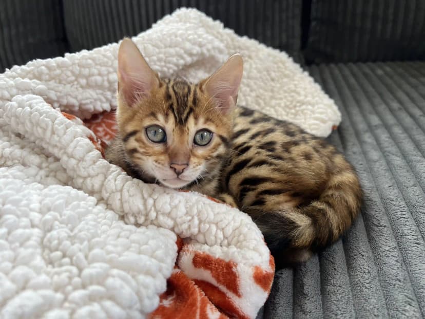 Bengal Kitten Ginger