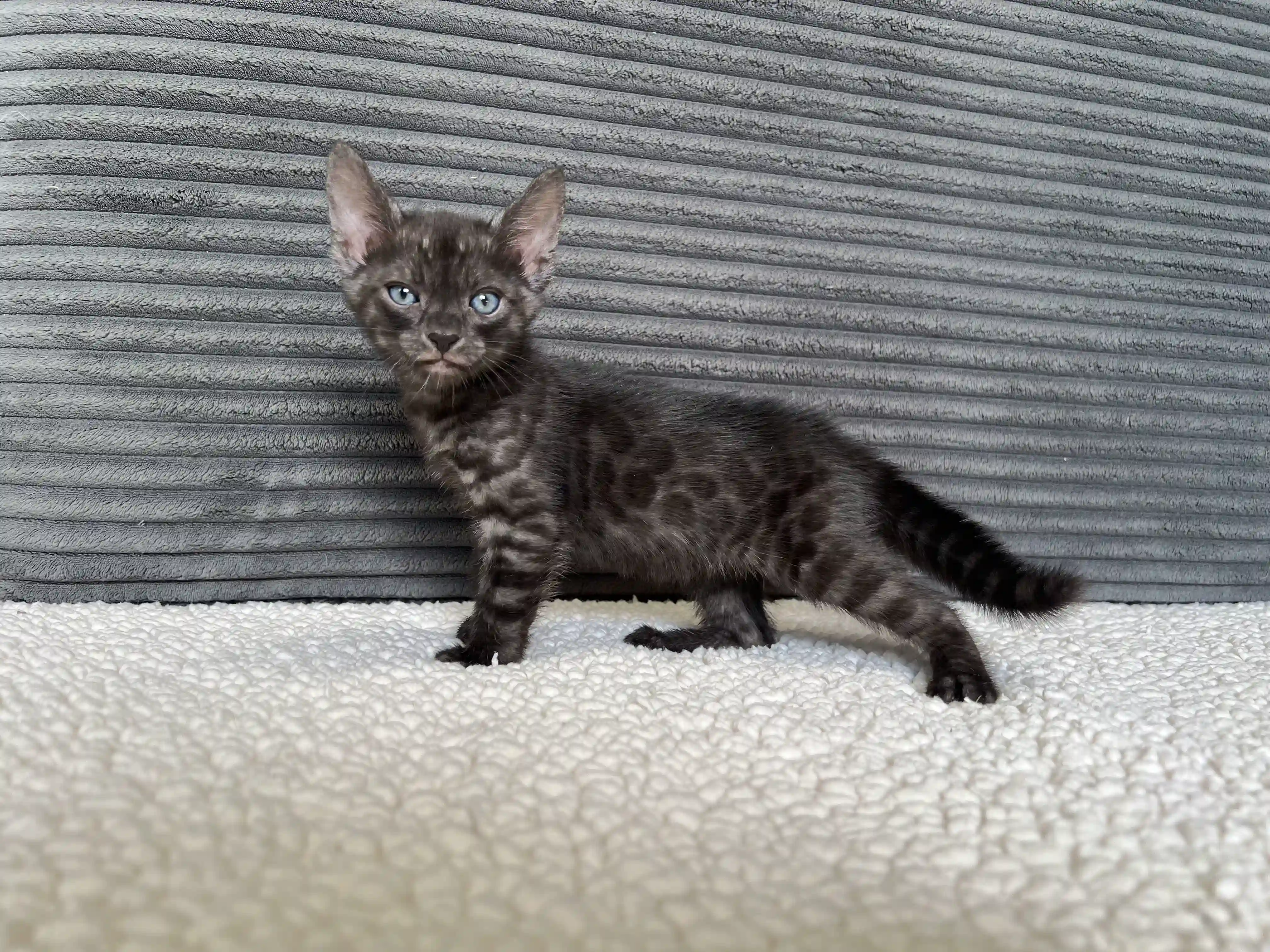 Jet - Bengal Kitten