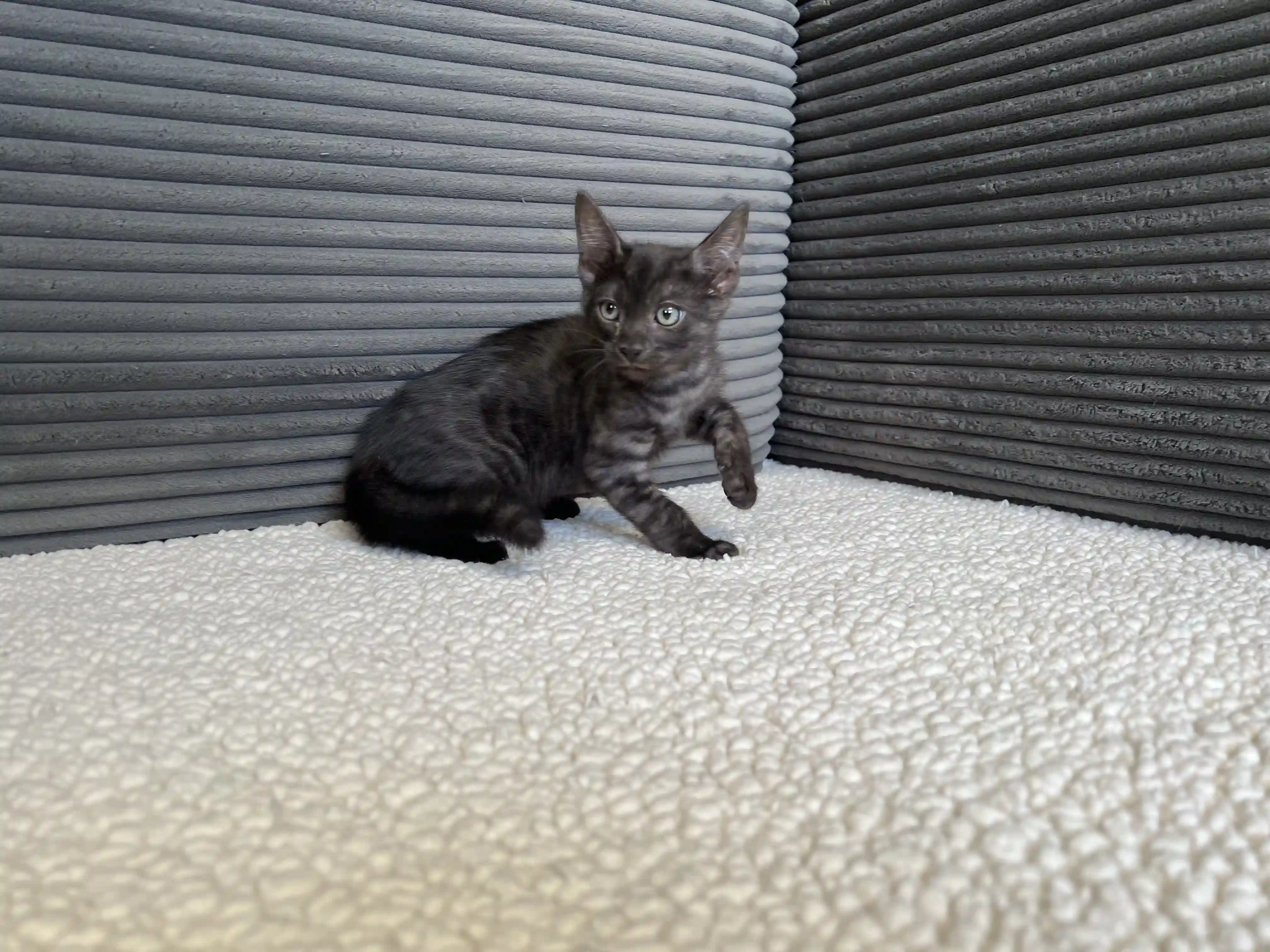 Bengal Kitten Jet