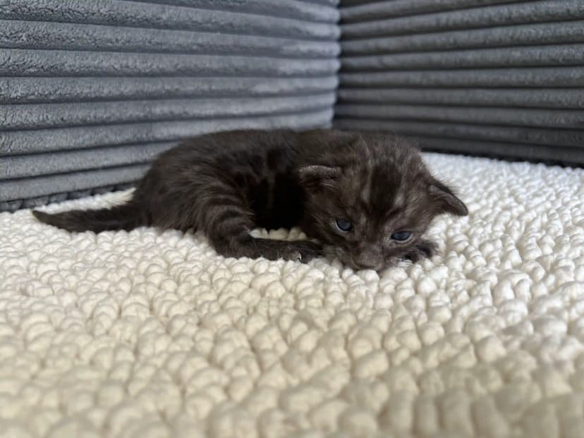 Bengal Kitten Jet