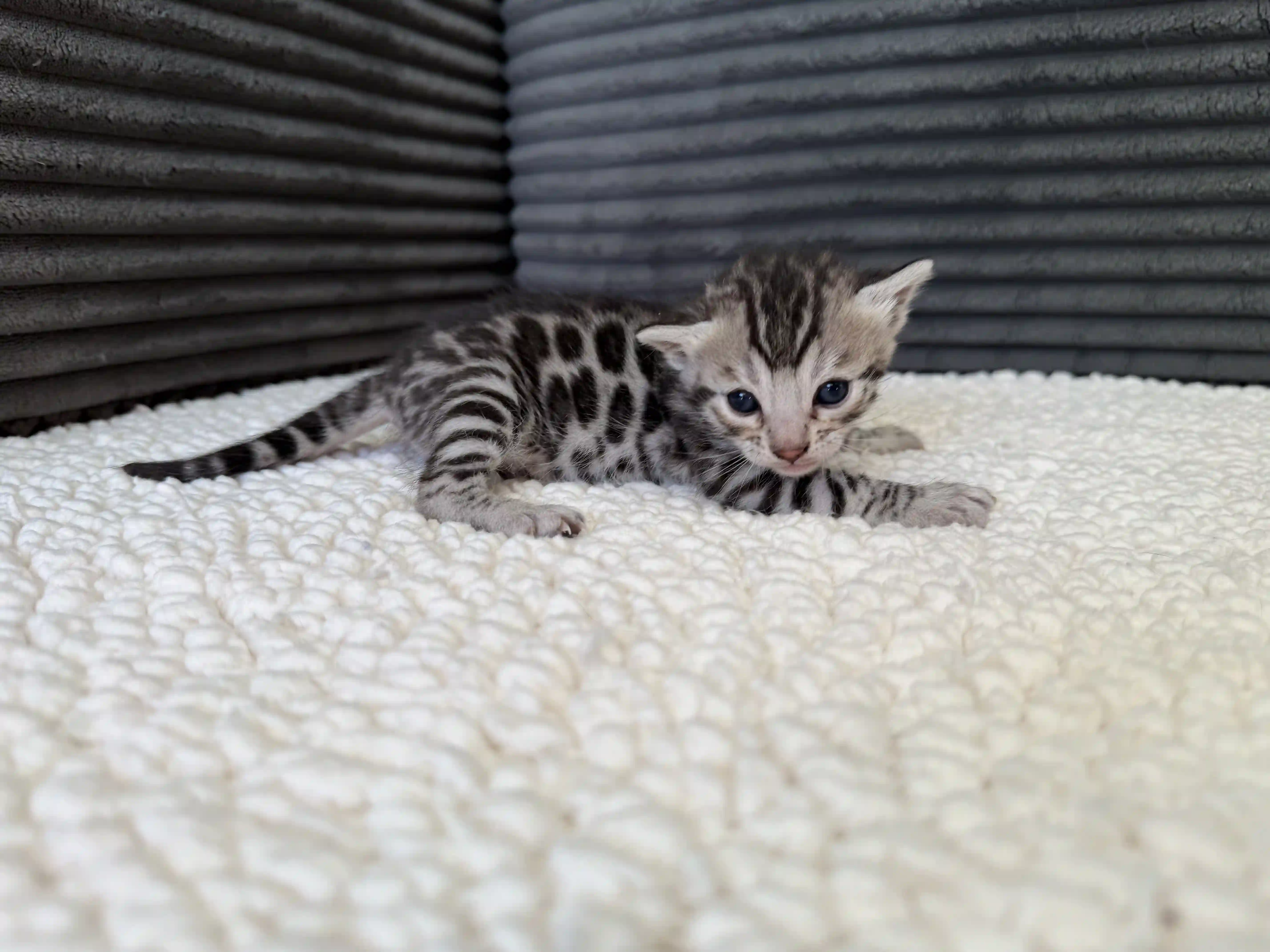 Kida - Reserved - Bengal Kitten