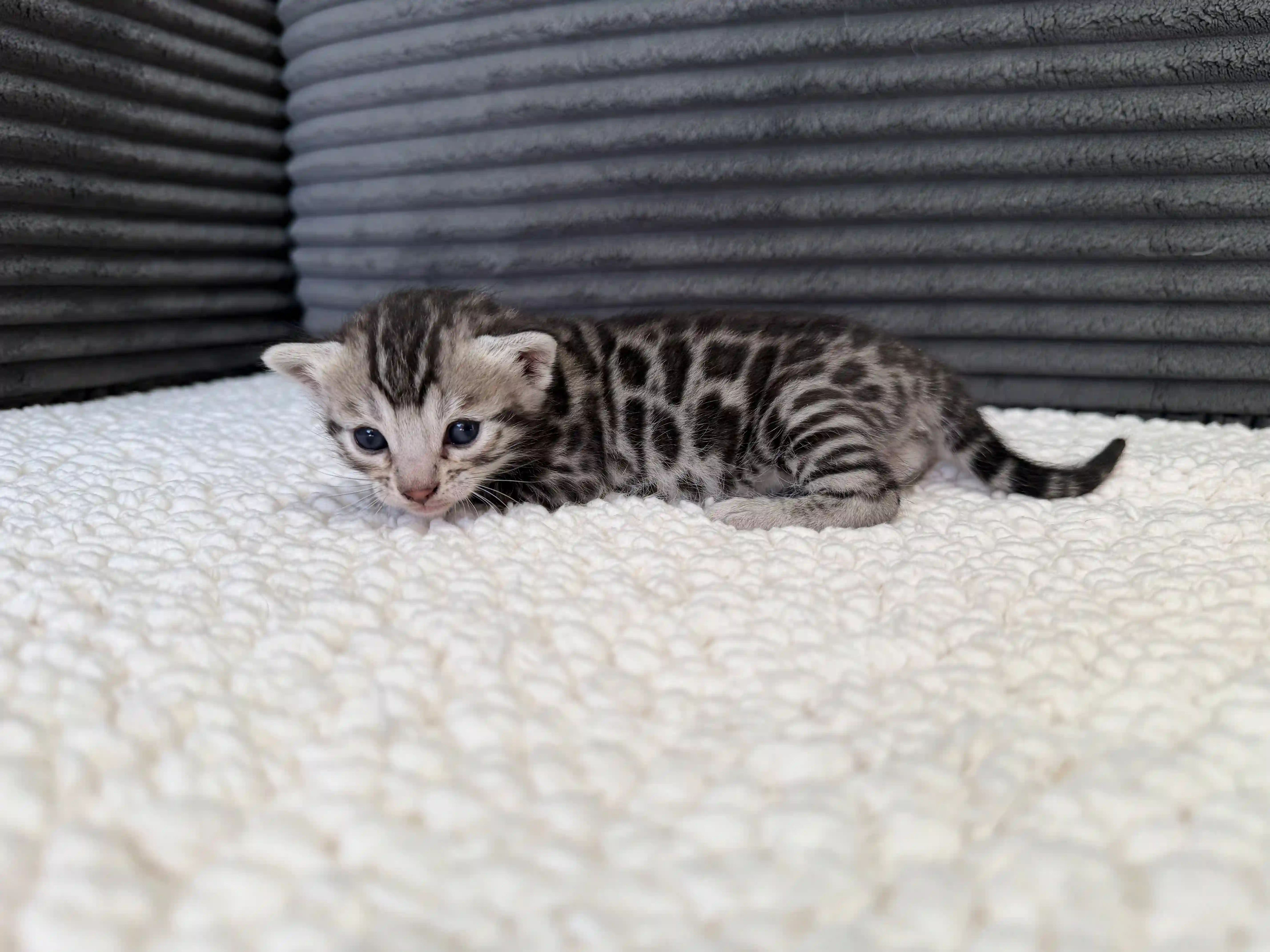 Bengal Kitten Kida