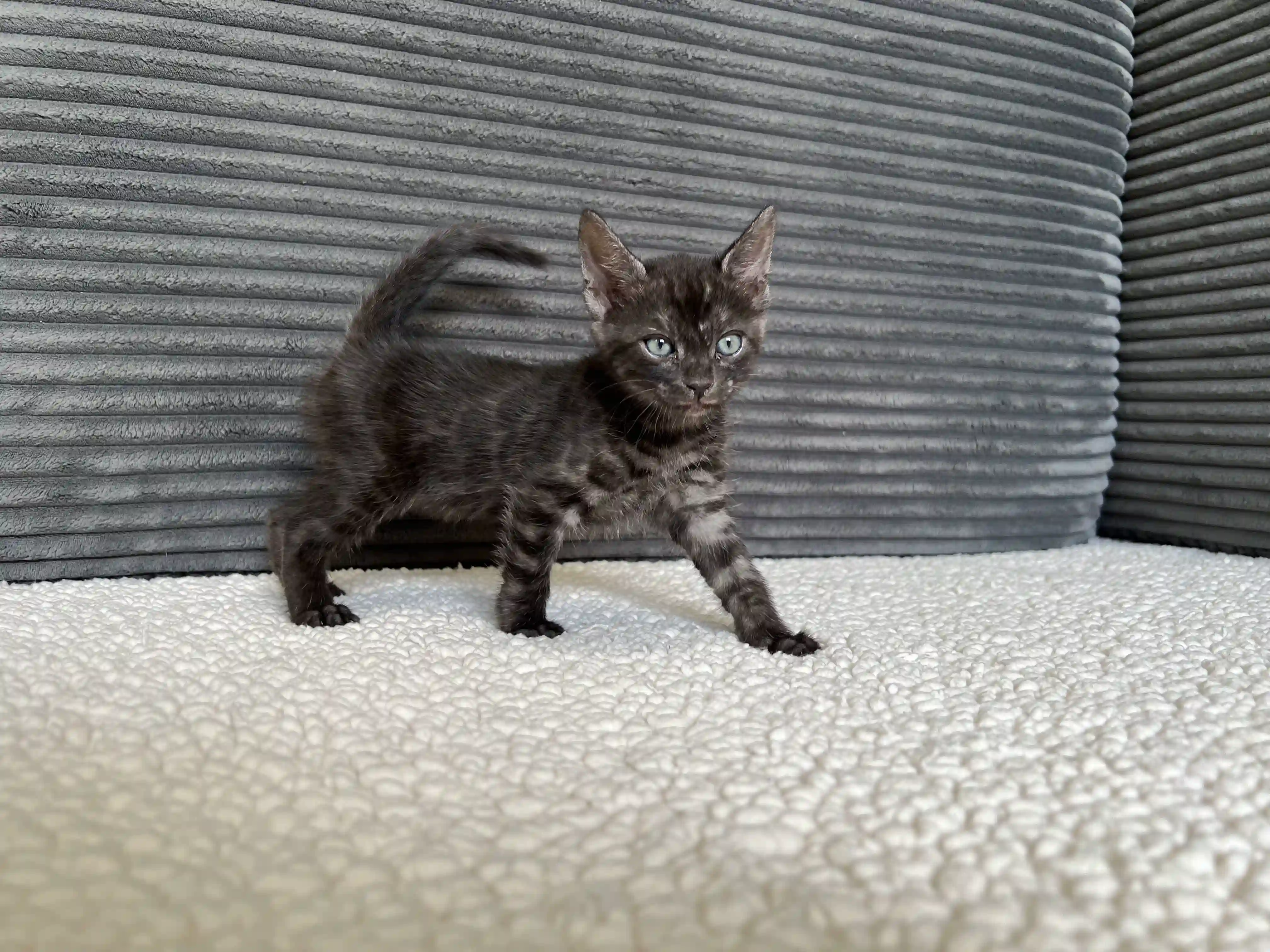 Luna - Reserved - Bengal Kitten