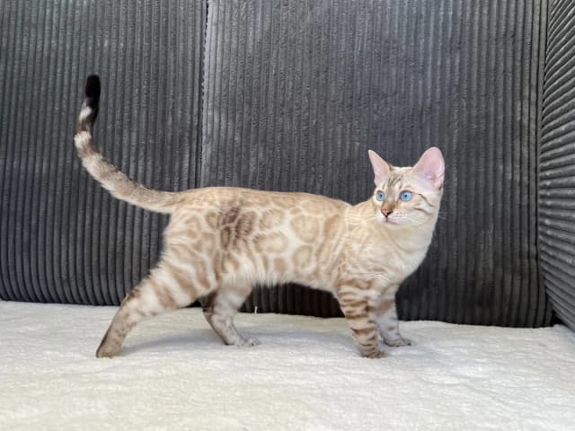 Milo