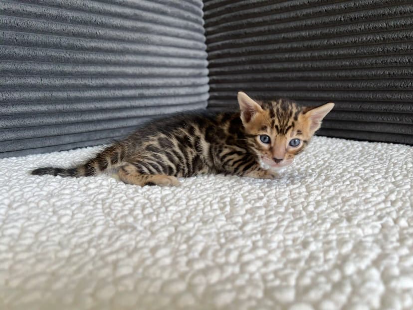 Bengal Kitten Nala