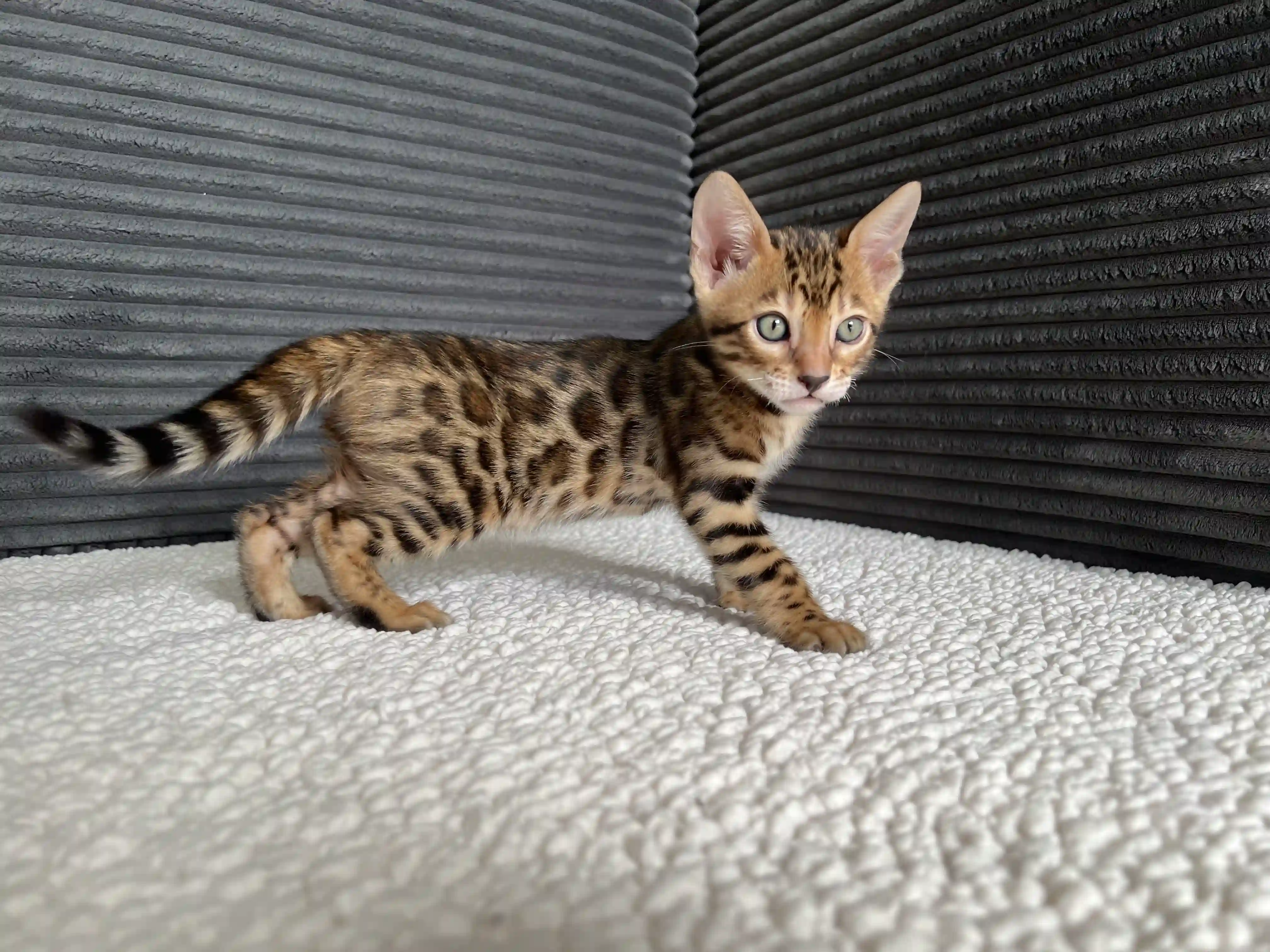 Nala - Bengal Kitten