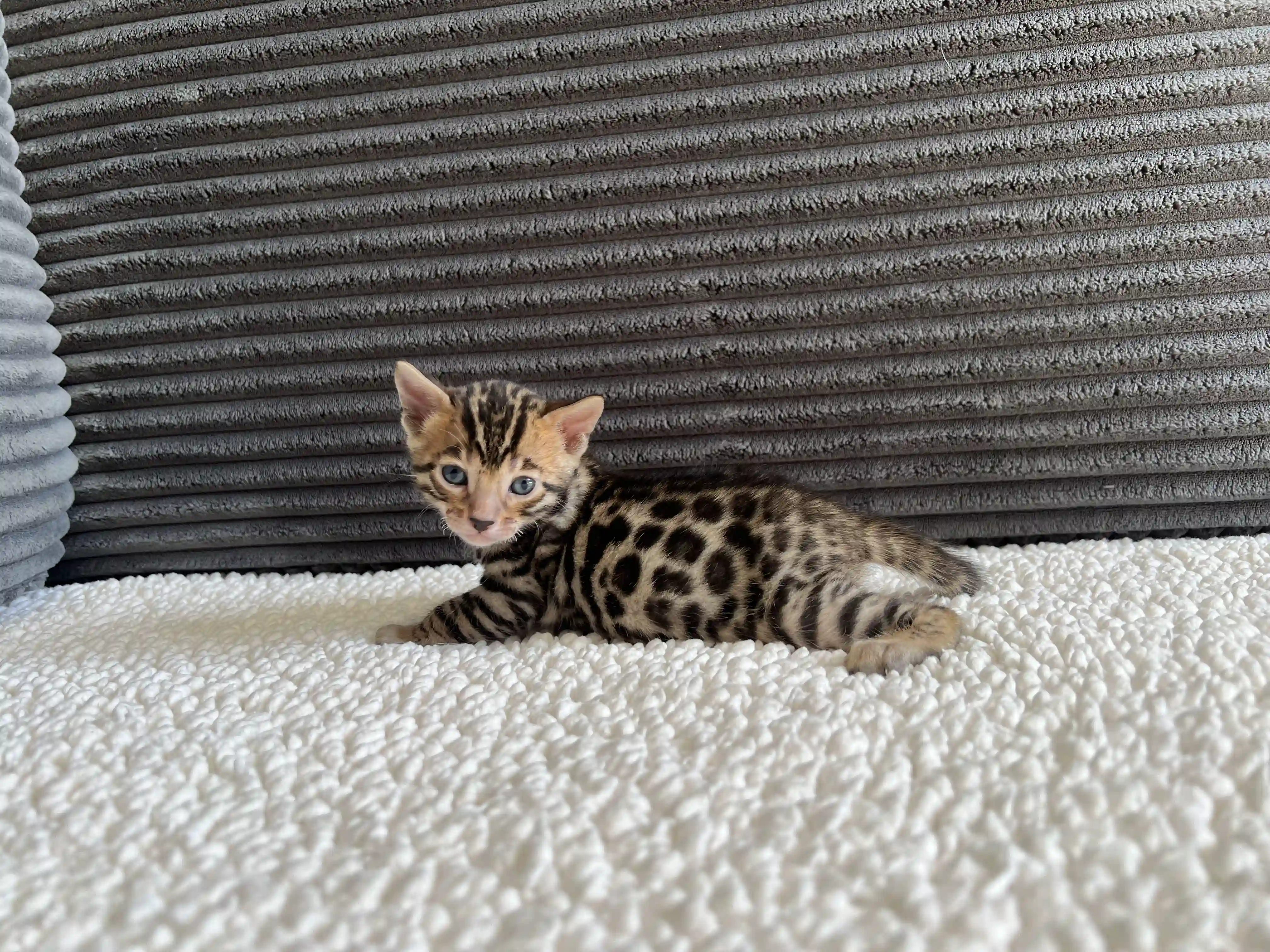 Niko - Bengal Kitten
