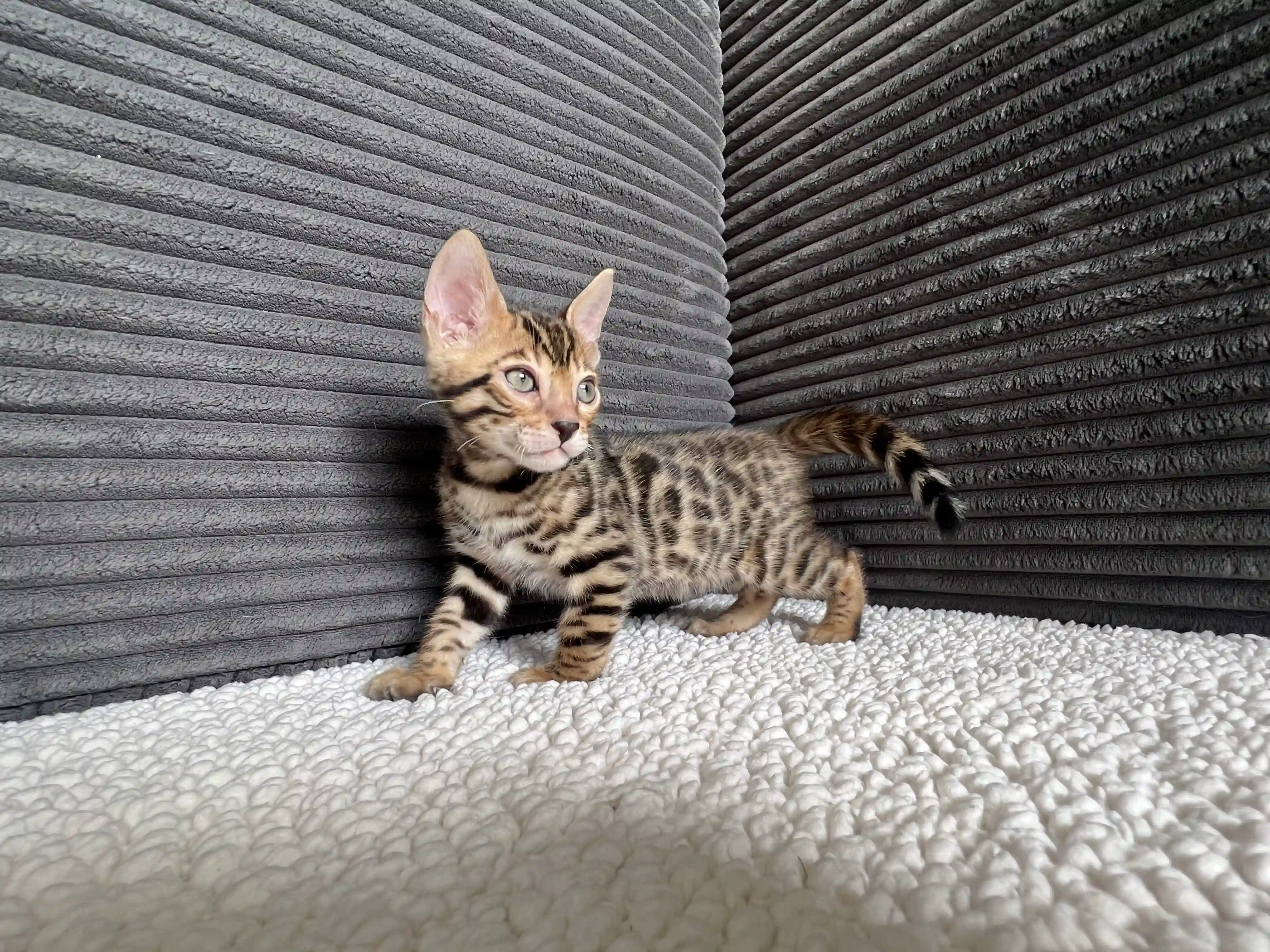 Niko - Bengal Kitten