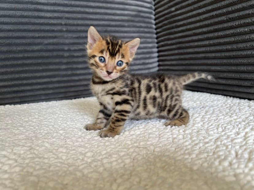Bengal Kitten Nina