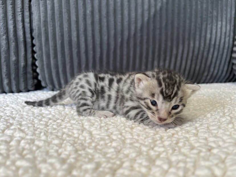 Bengal Kitten Nova