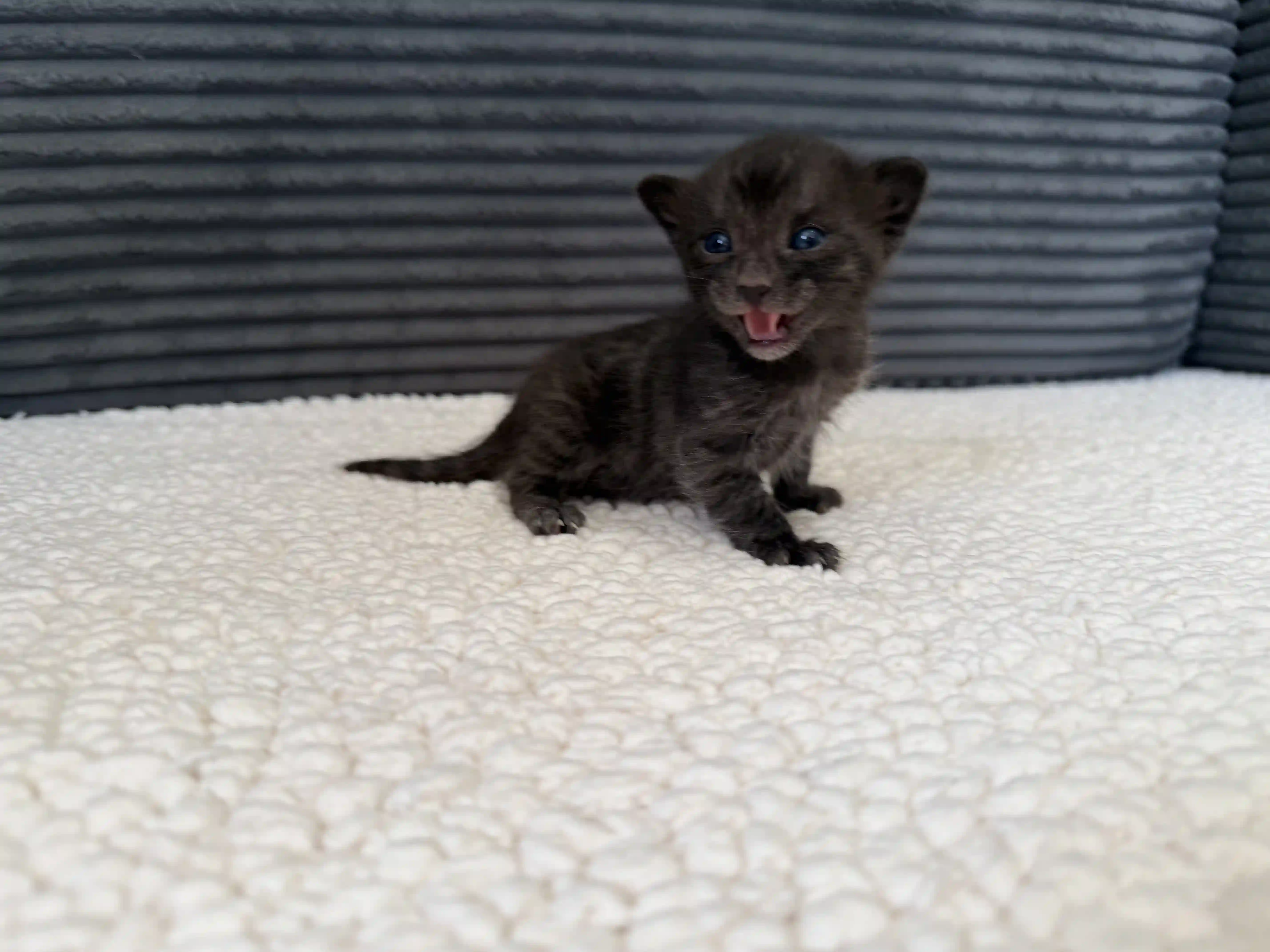 Onyx - Bengal Kitten