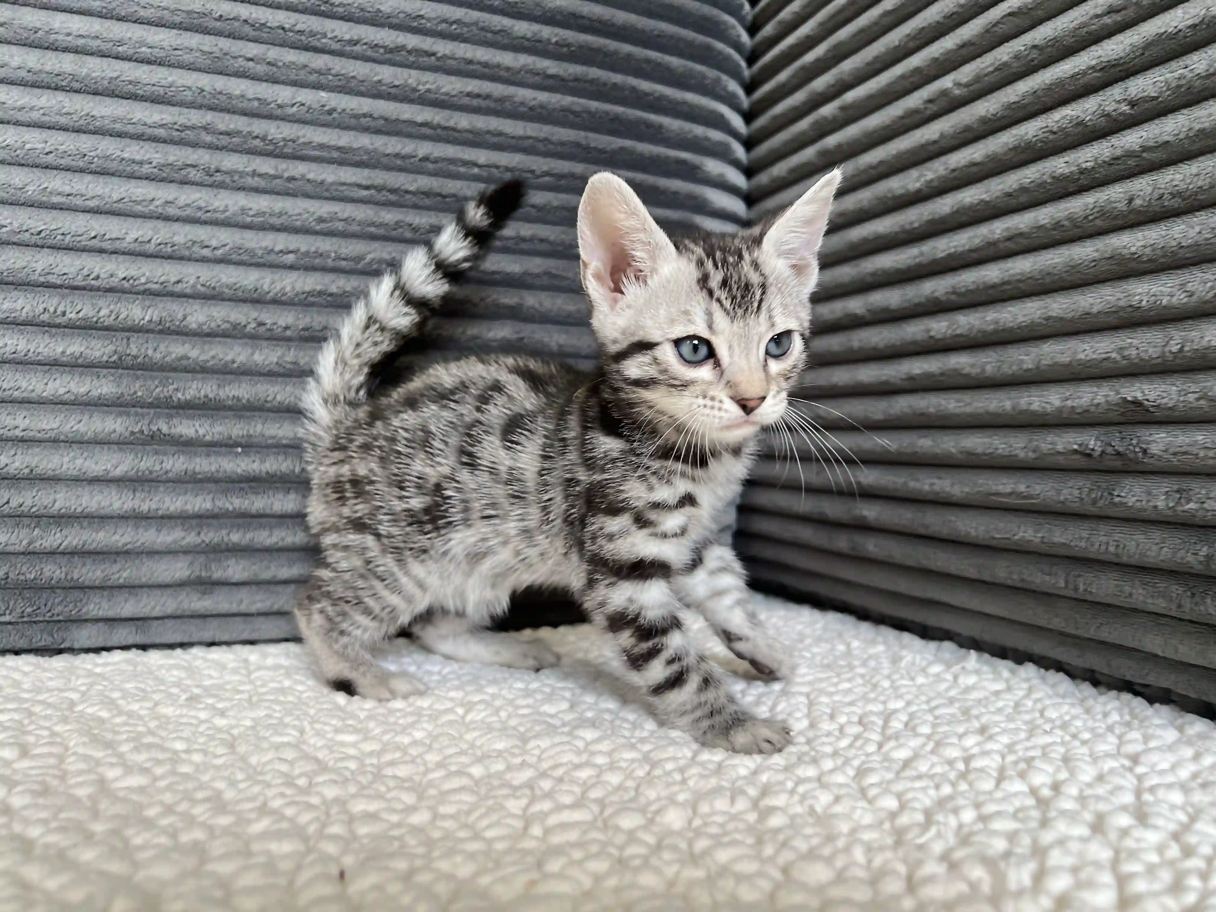 Opal - Bengal Kitten