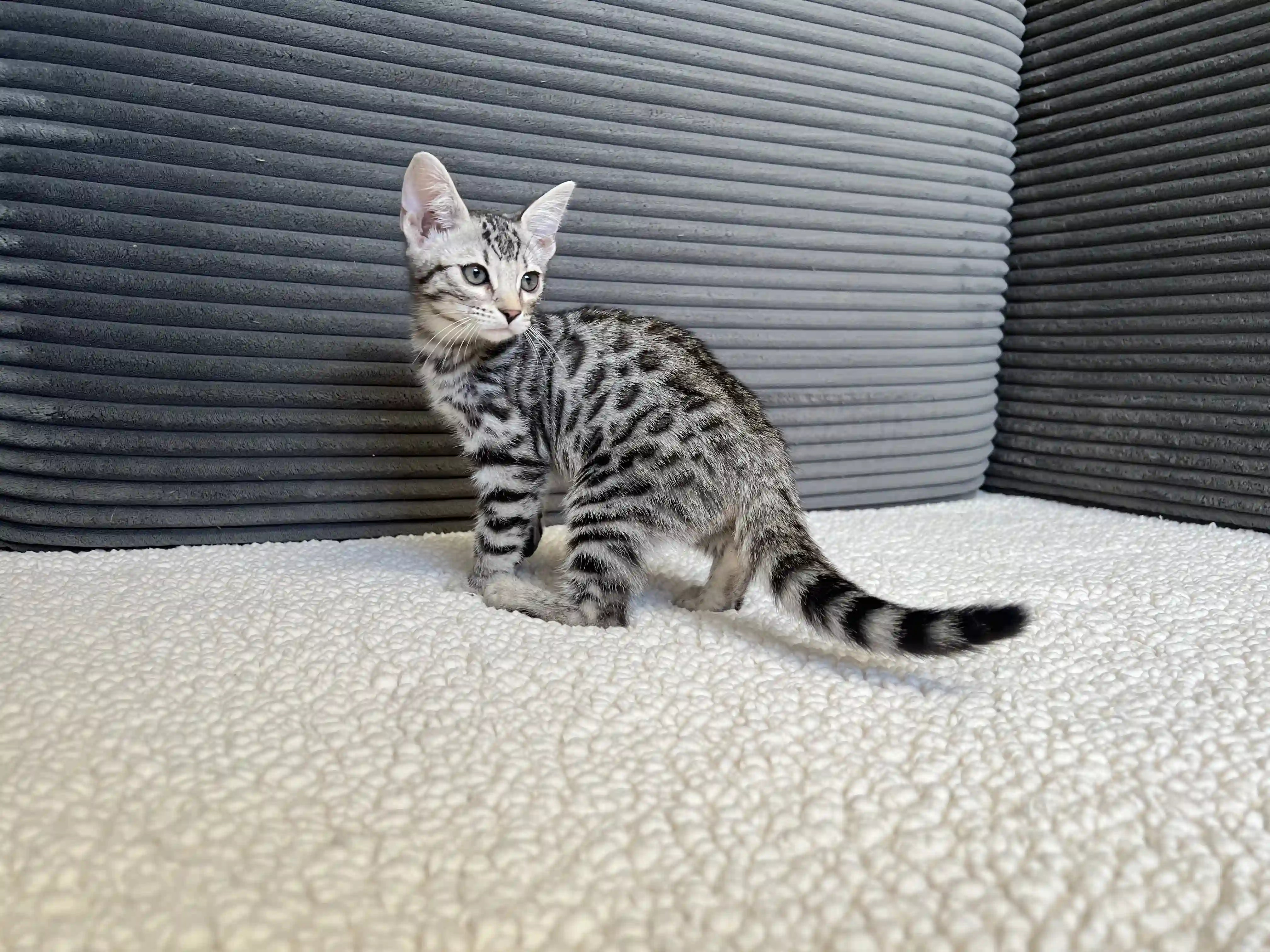 Bengal Kitten Opal