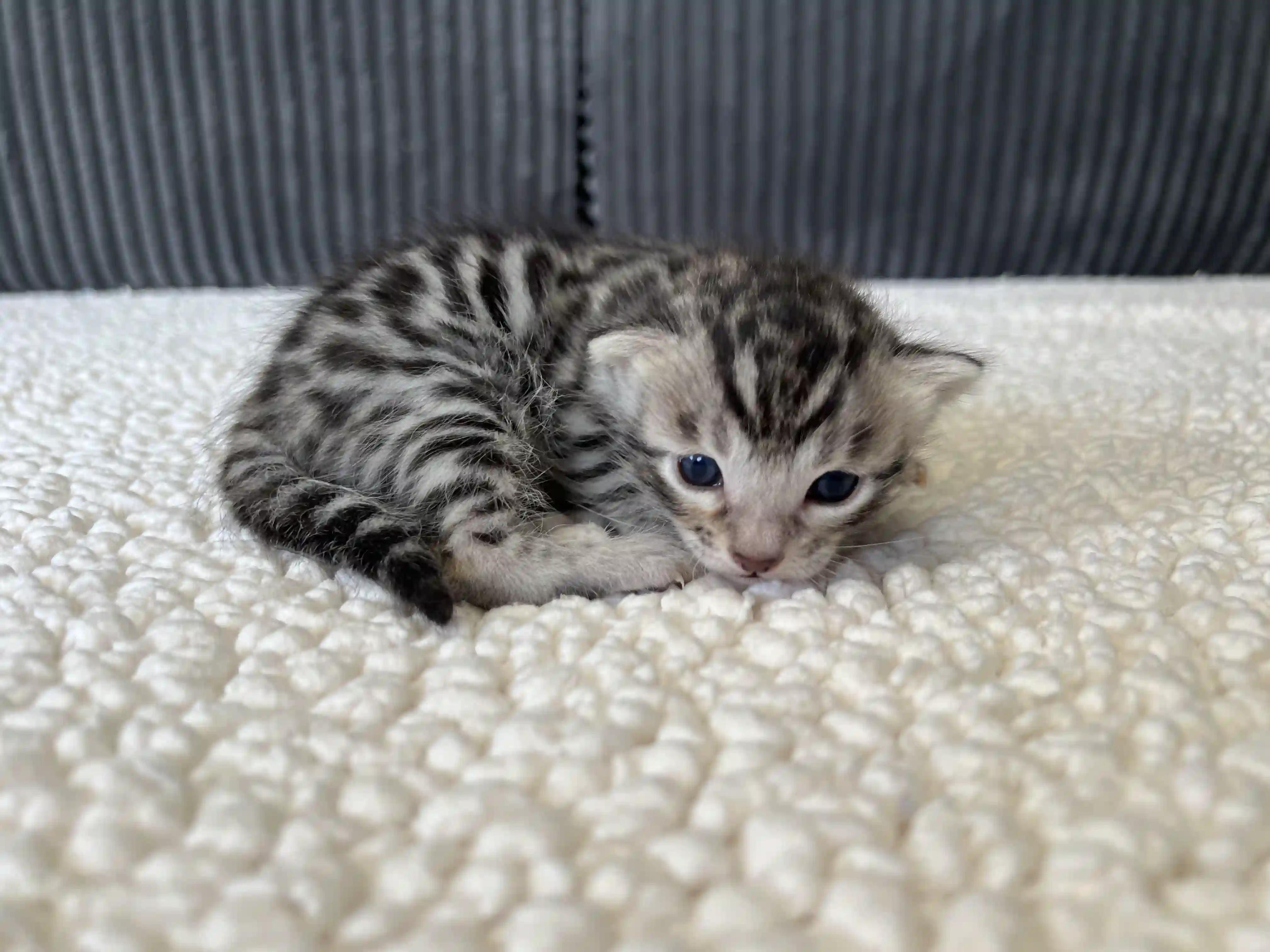 Orion - Bengal Kitten