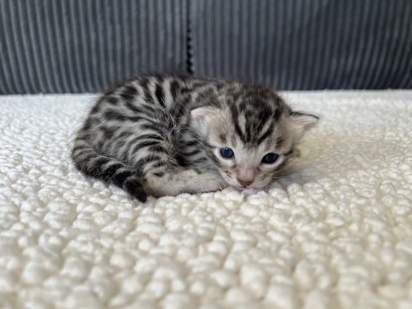Bengal Kitten Orion