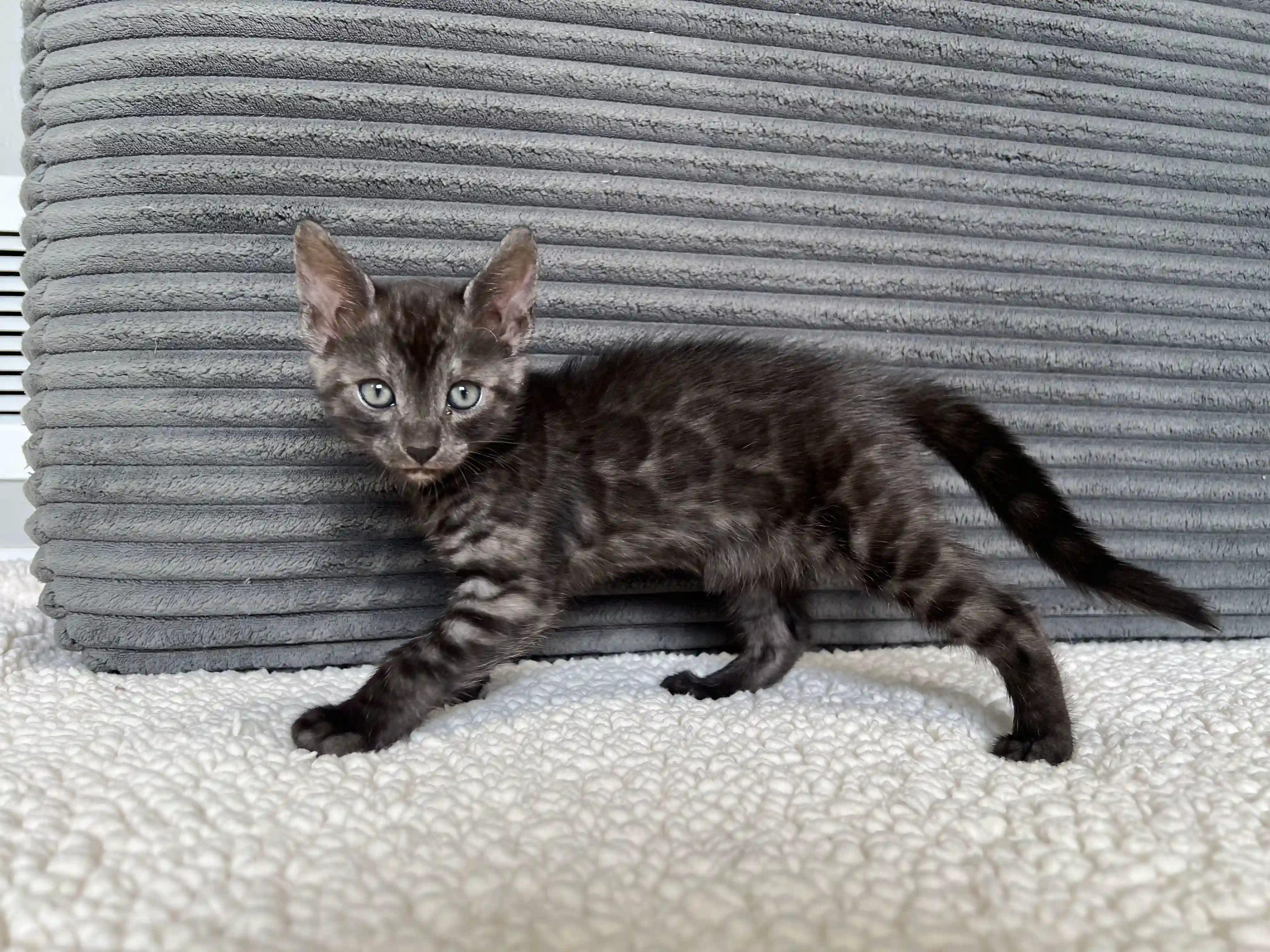 Roxy - Bengal Kitten
