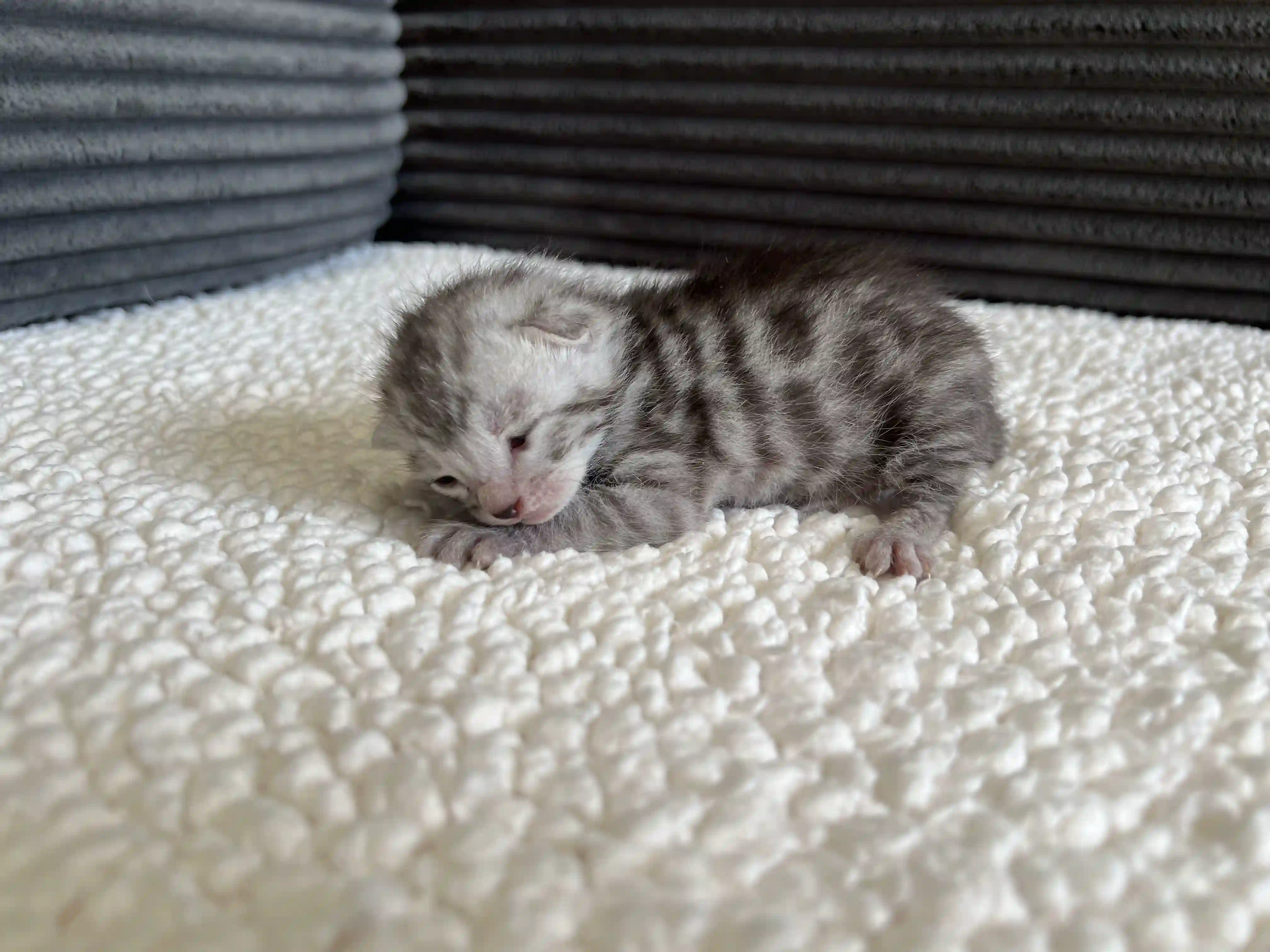 Sienna - Bengal Kitten