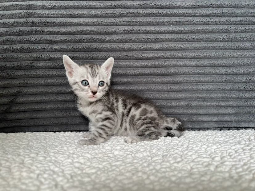 Bengal Kitten Sienna