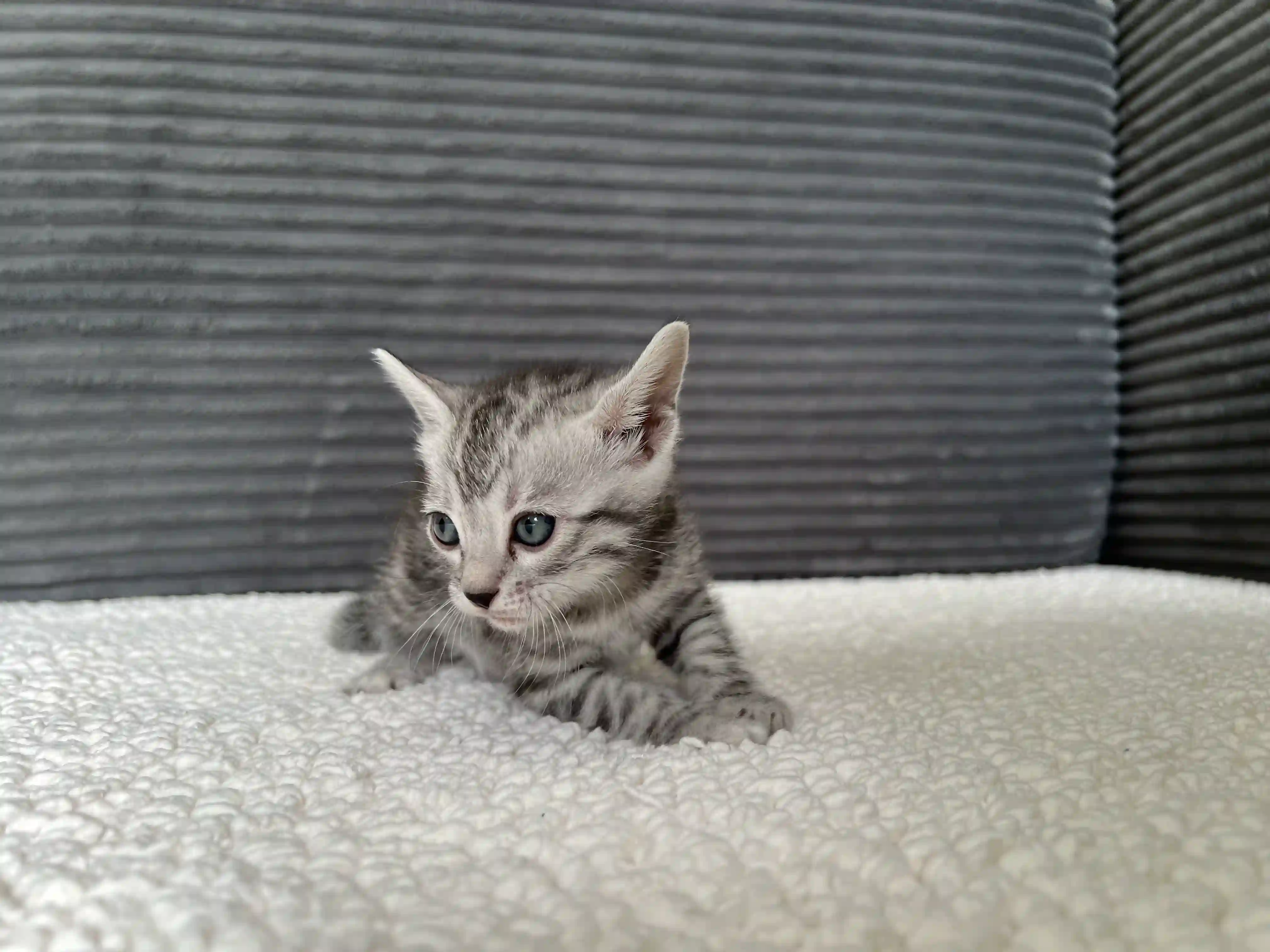 Sienna - Bengal Kitten