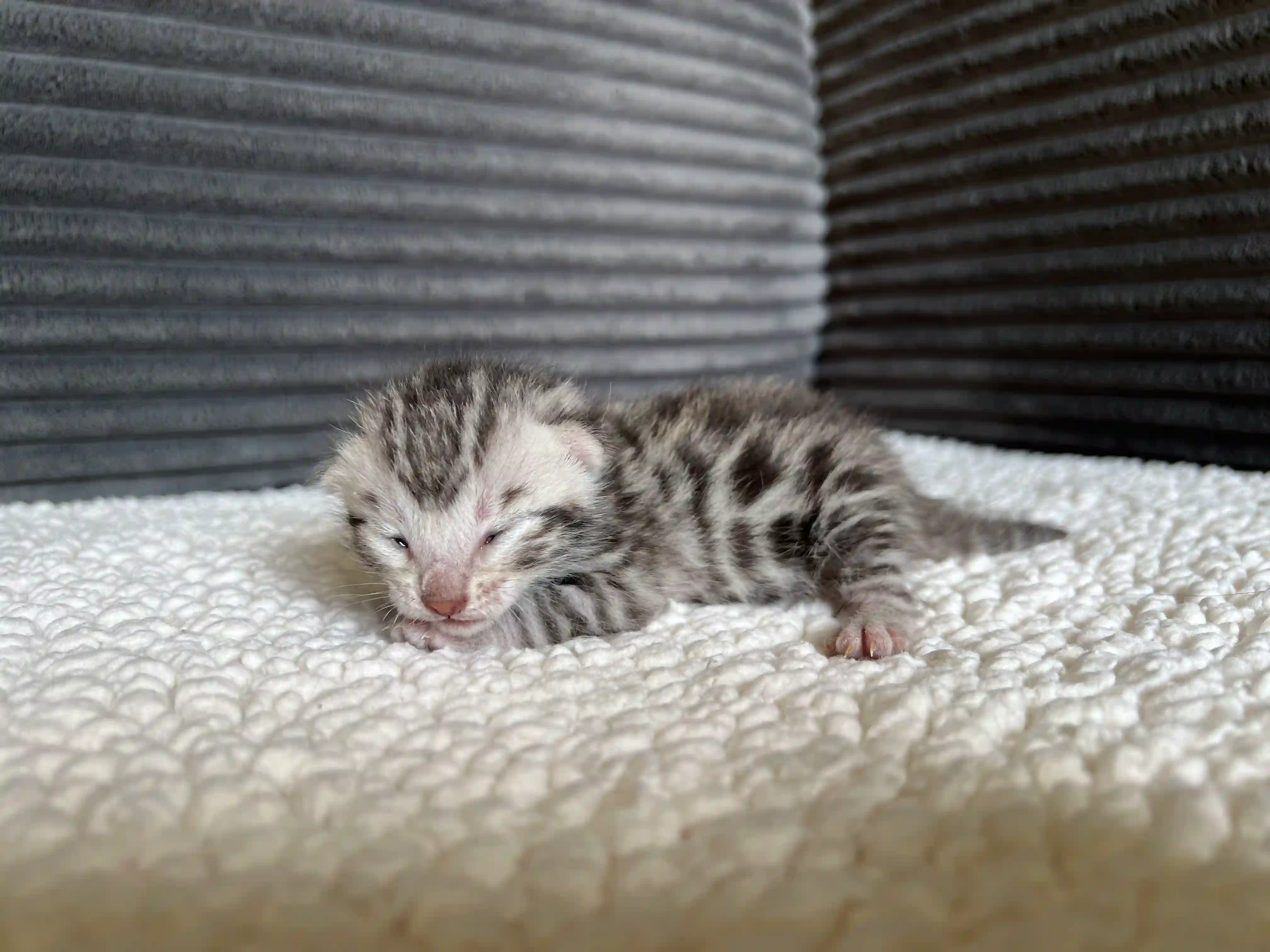 Sylvia - Bengal Kitten