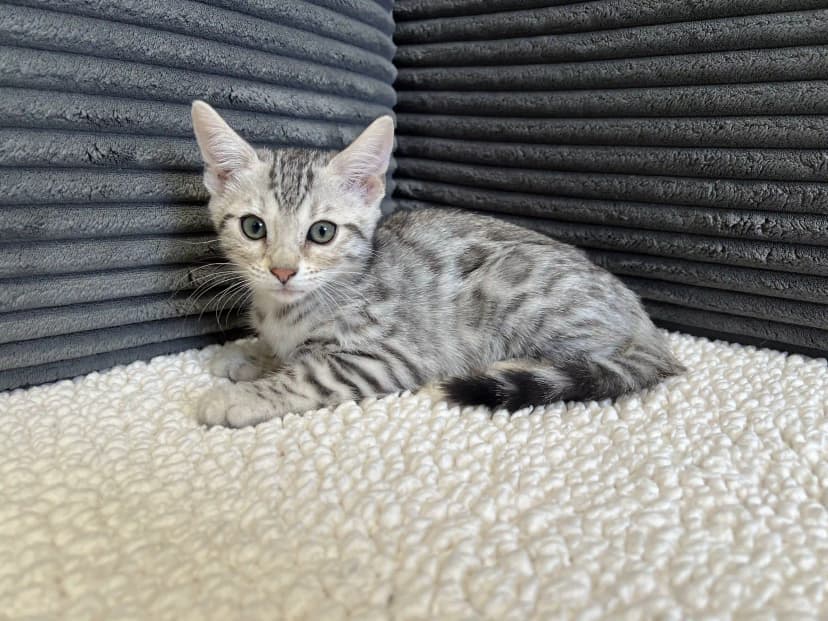 Bengal Kitten Sylvia