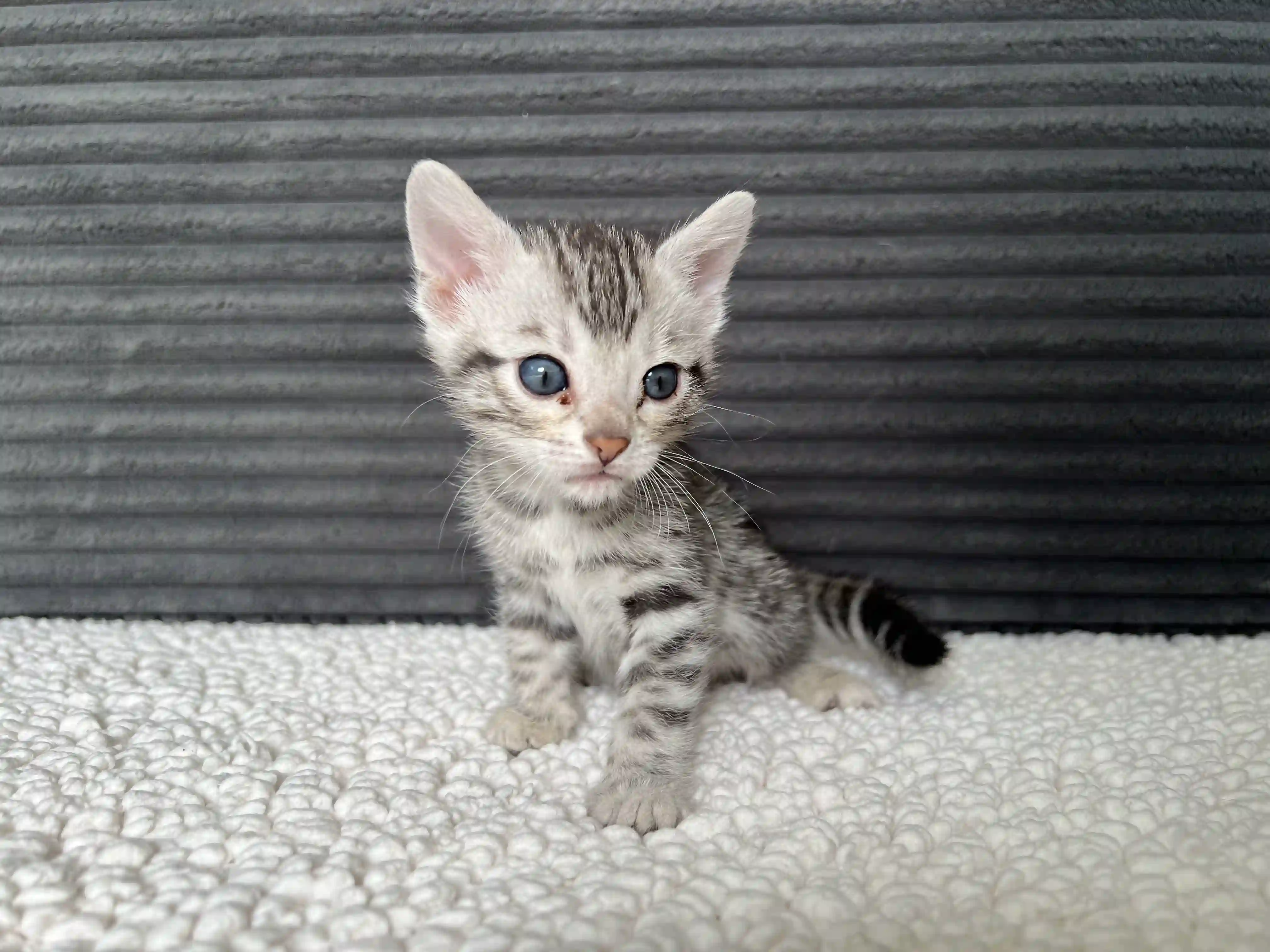 Sylvia - Bengal Kitten