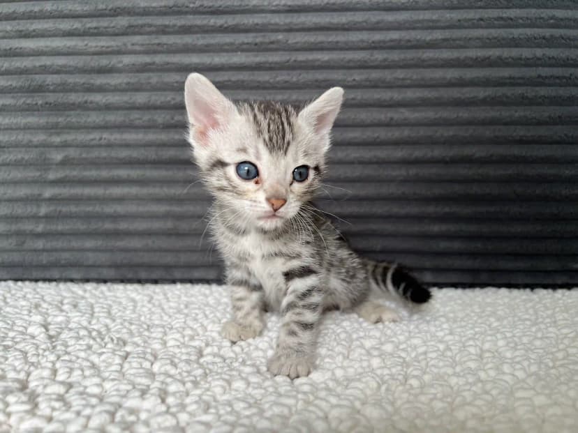 Bengal Kitten Sylvia