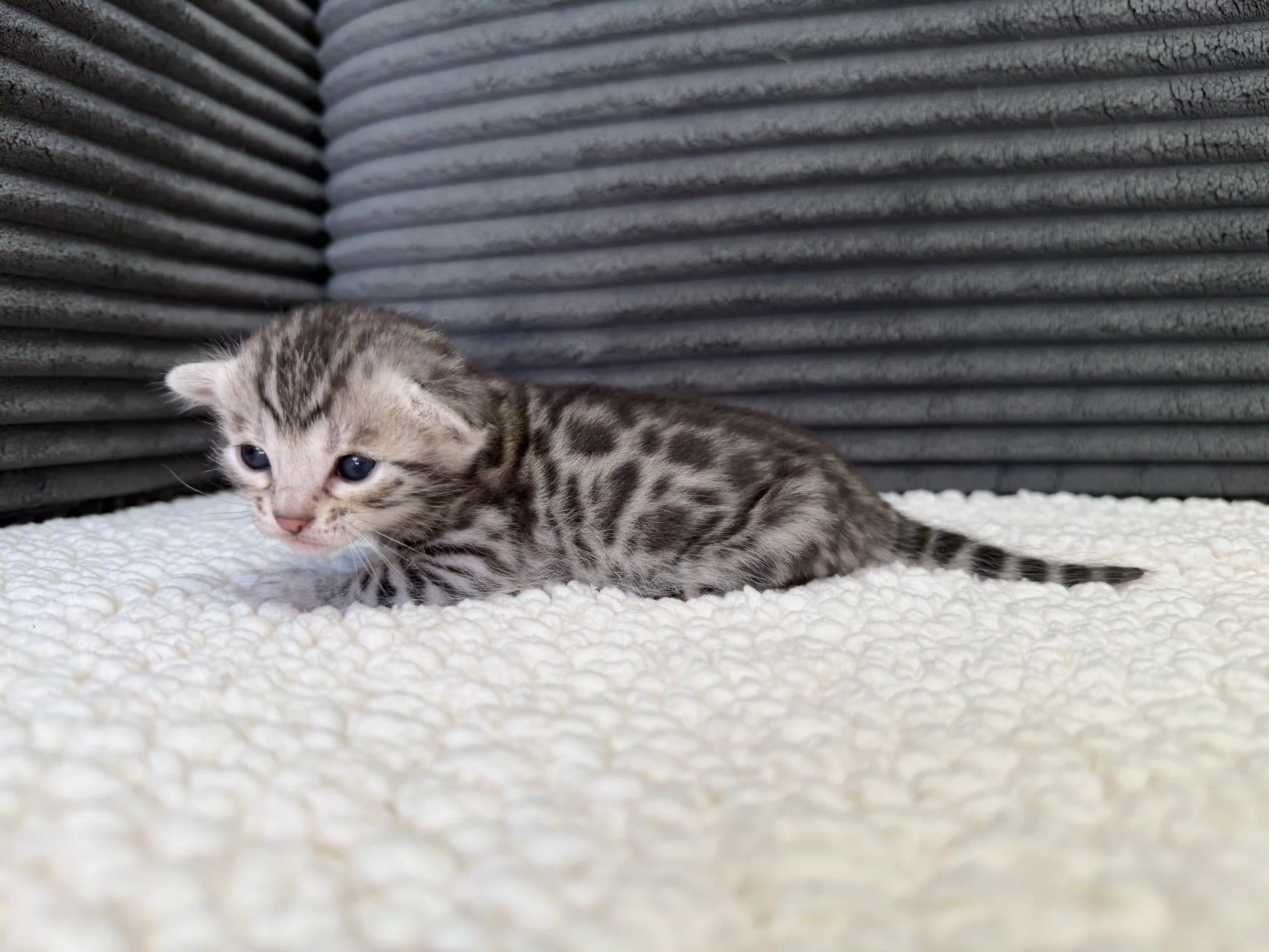 Willow - Bengal Kitten