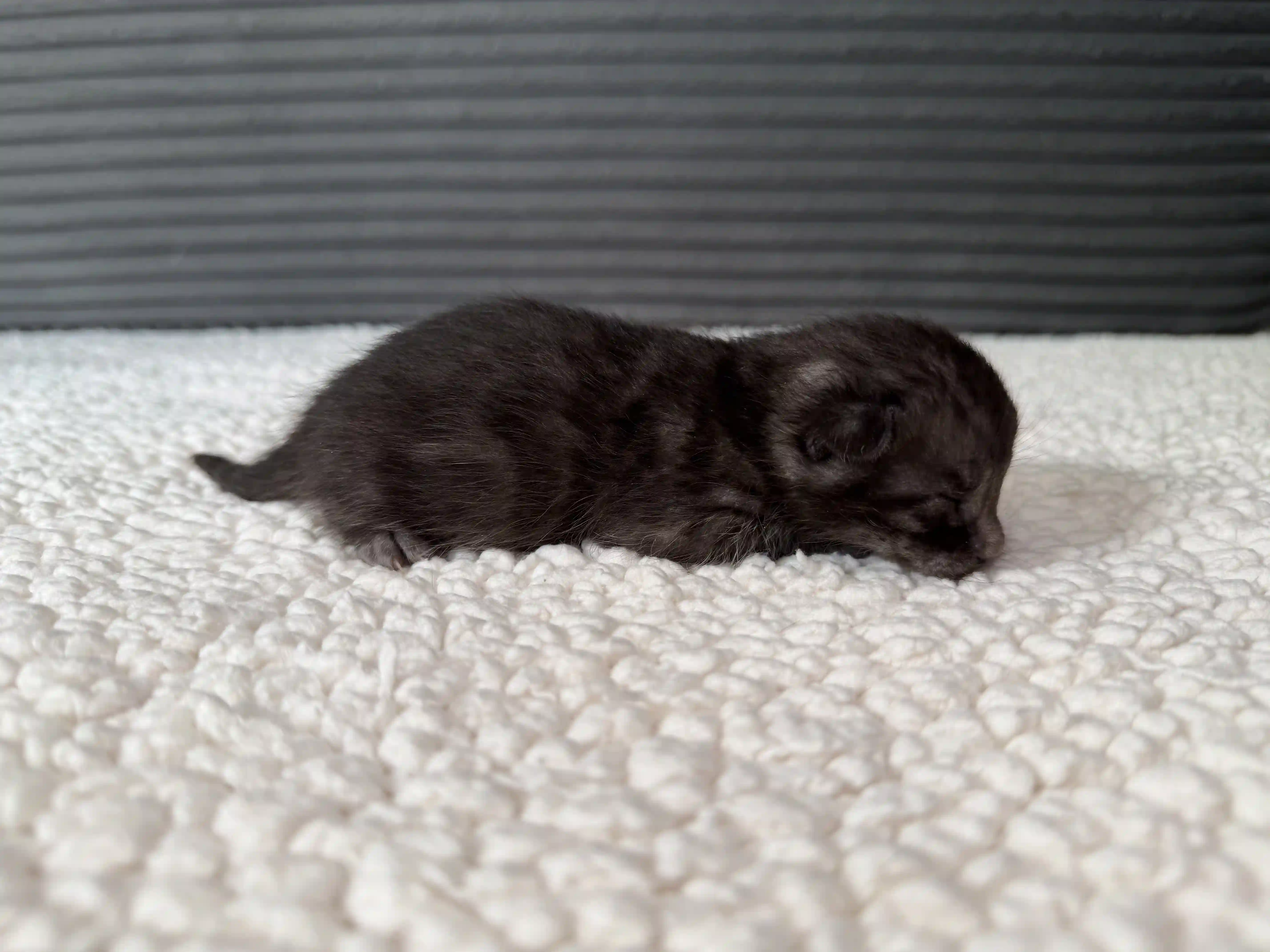 Boulder - Bengal Kitten
