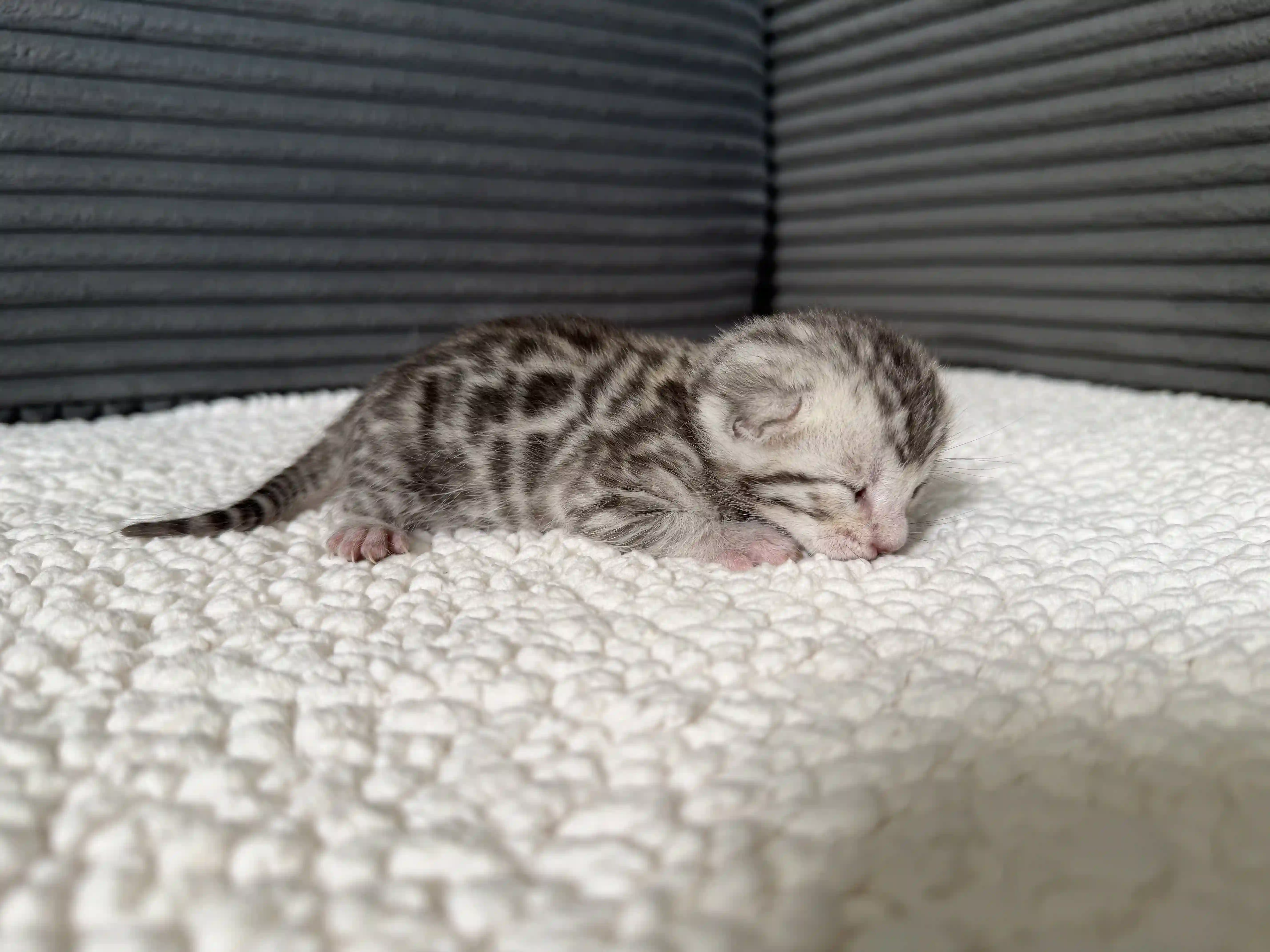 Clay - Bengal Kitten