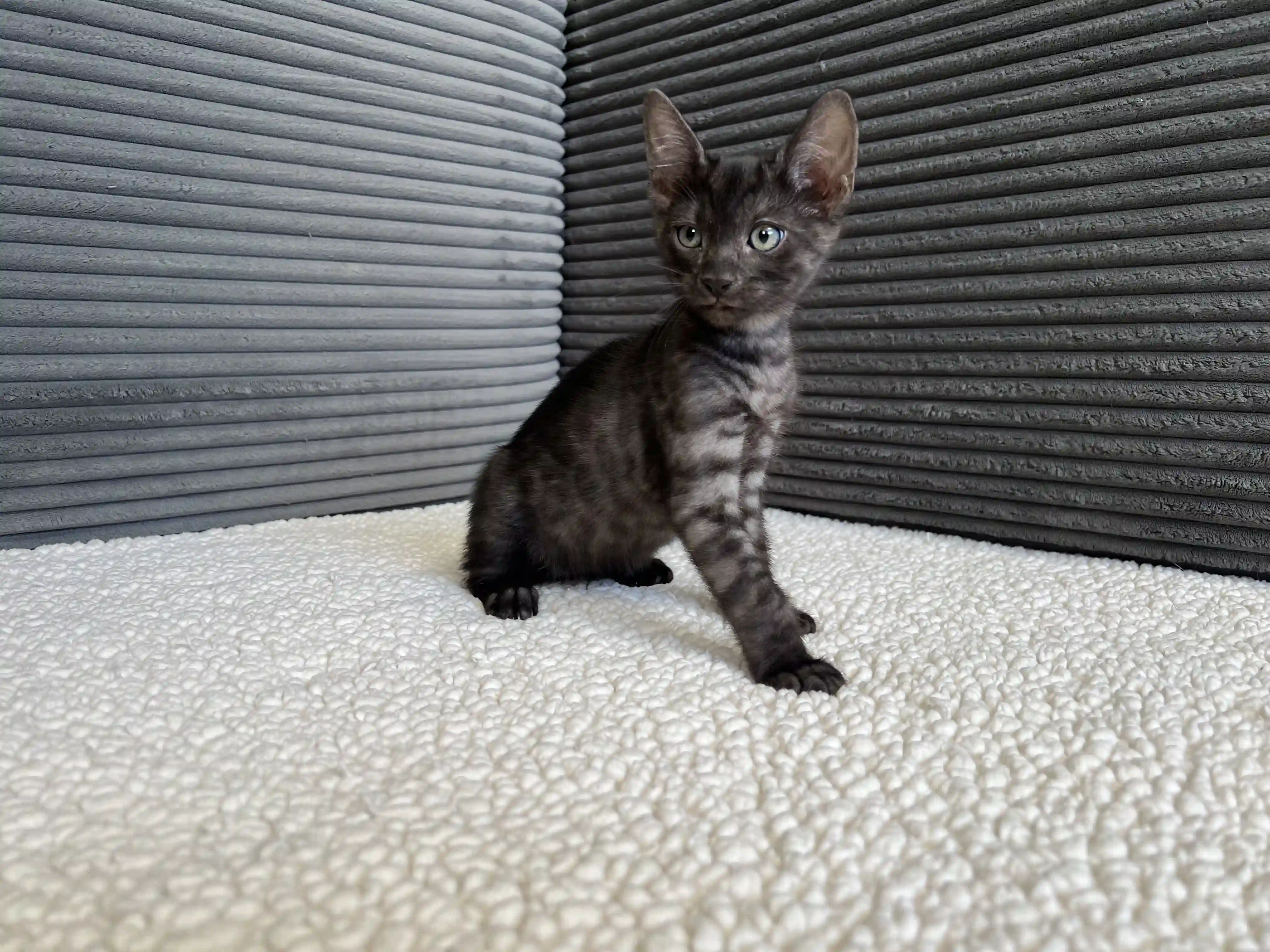 Jet - Bengal Kitten