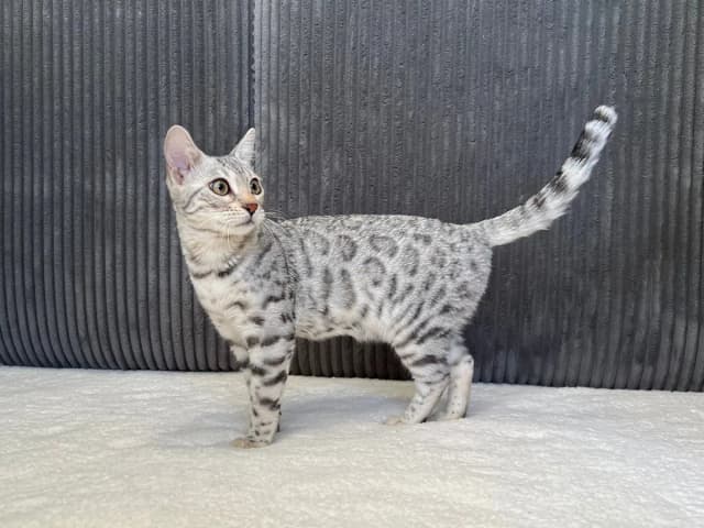 Kali