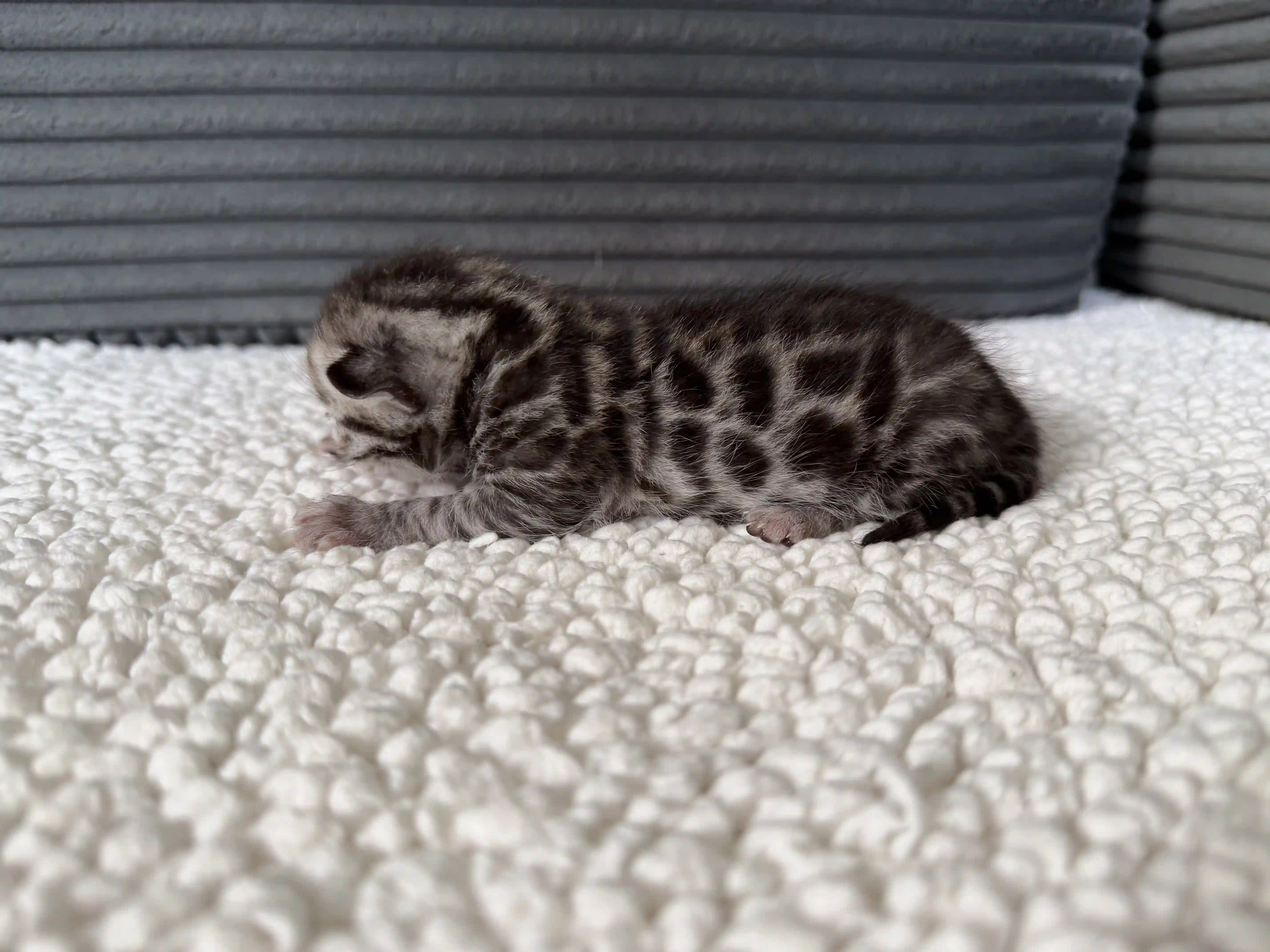 Kida - Bengal Kitten