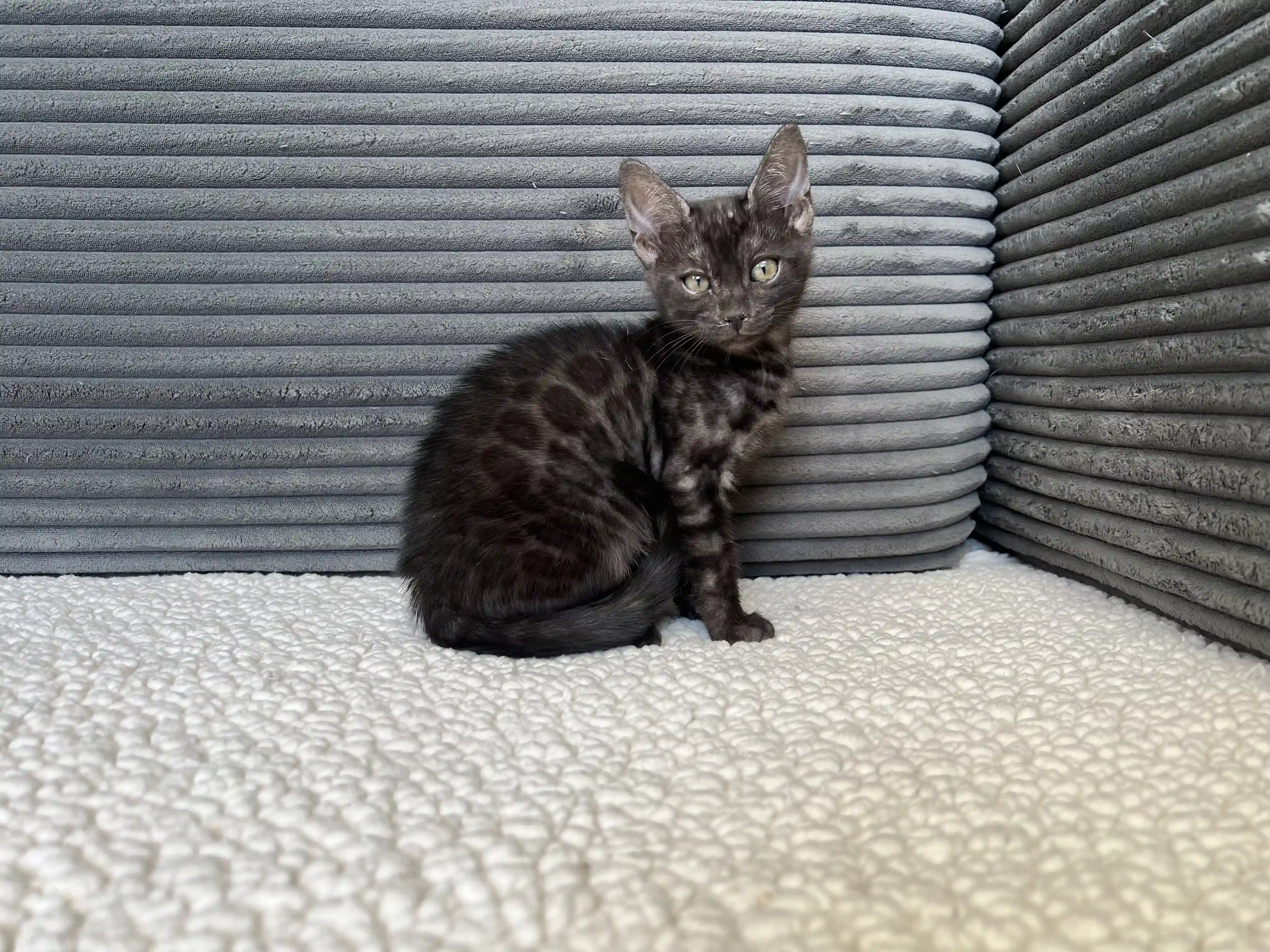 Luna - Bengal Kitten