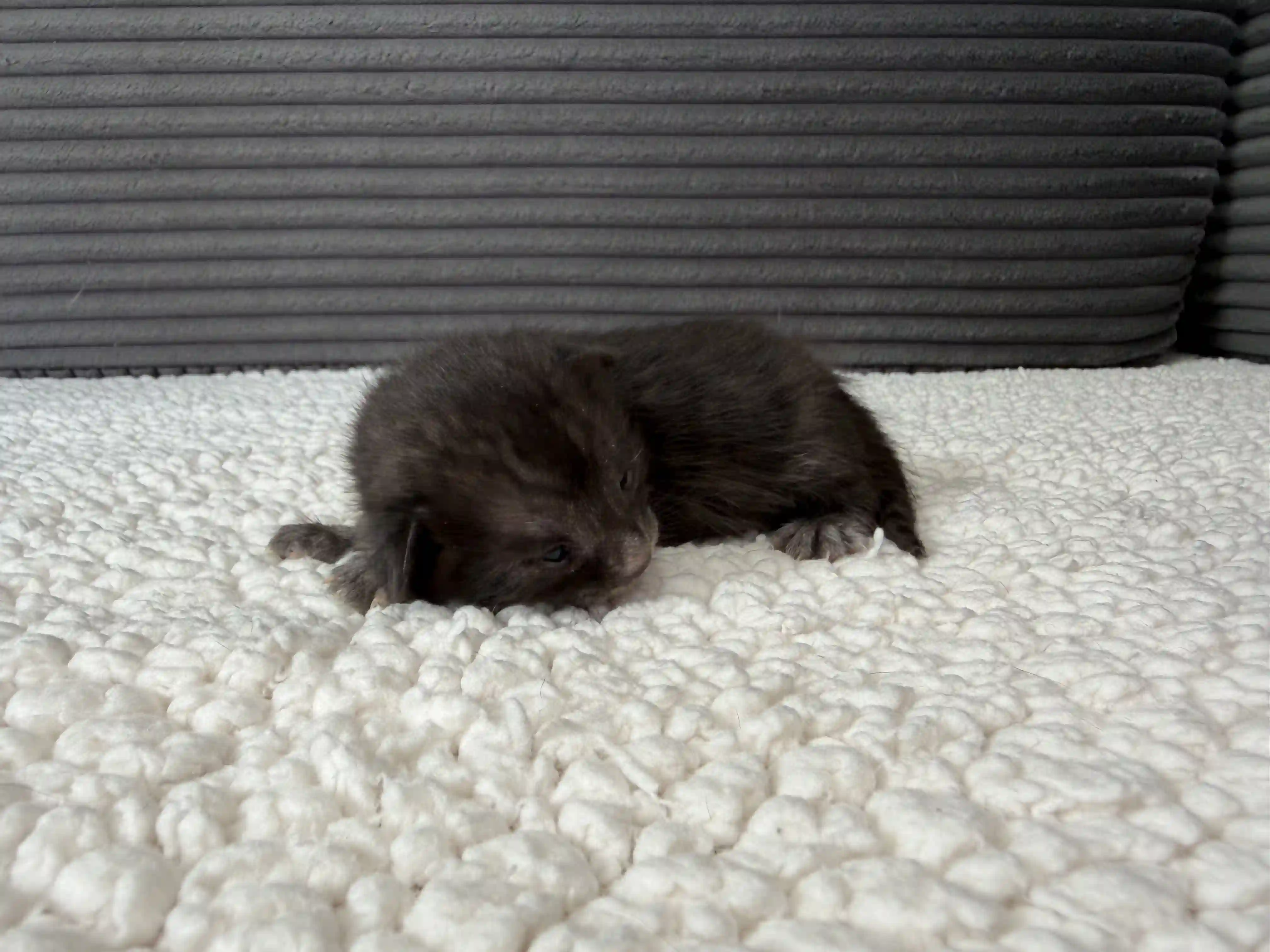 Onyx - Bengal Kitten