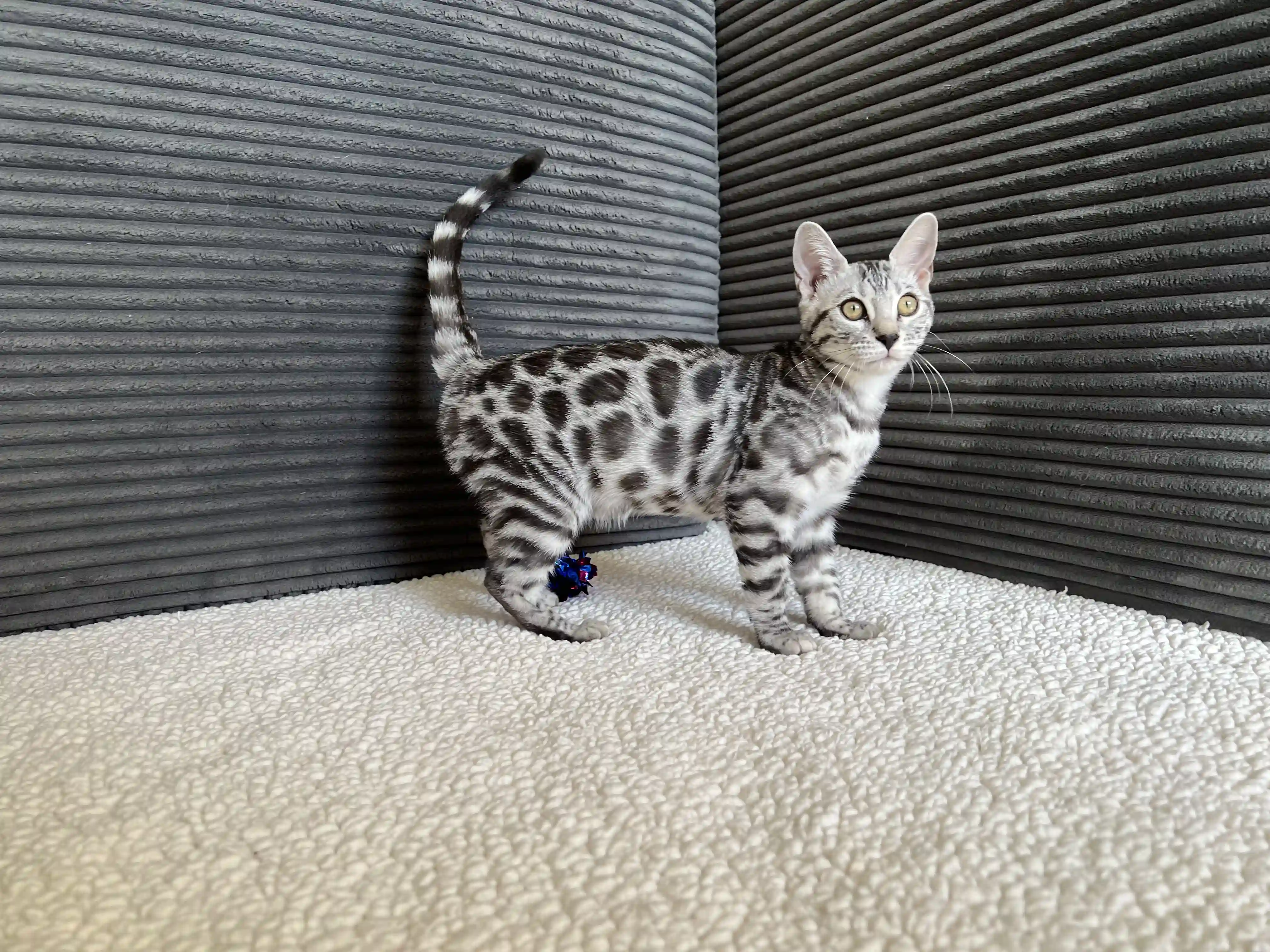 Sienna - Bengal Kitten