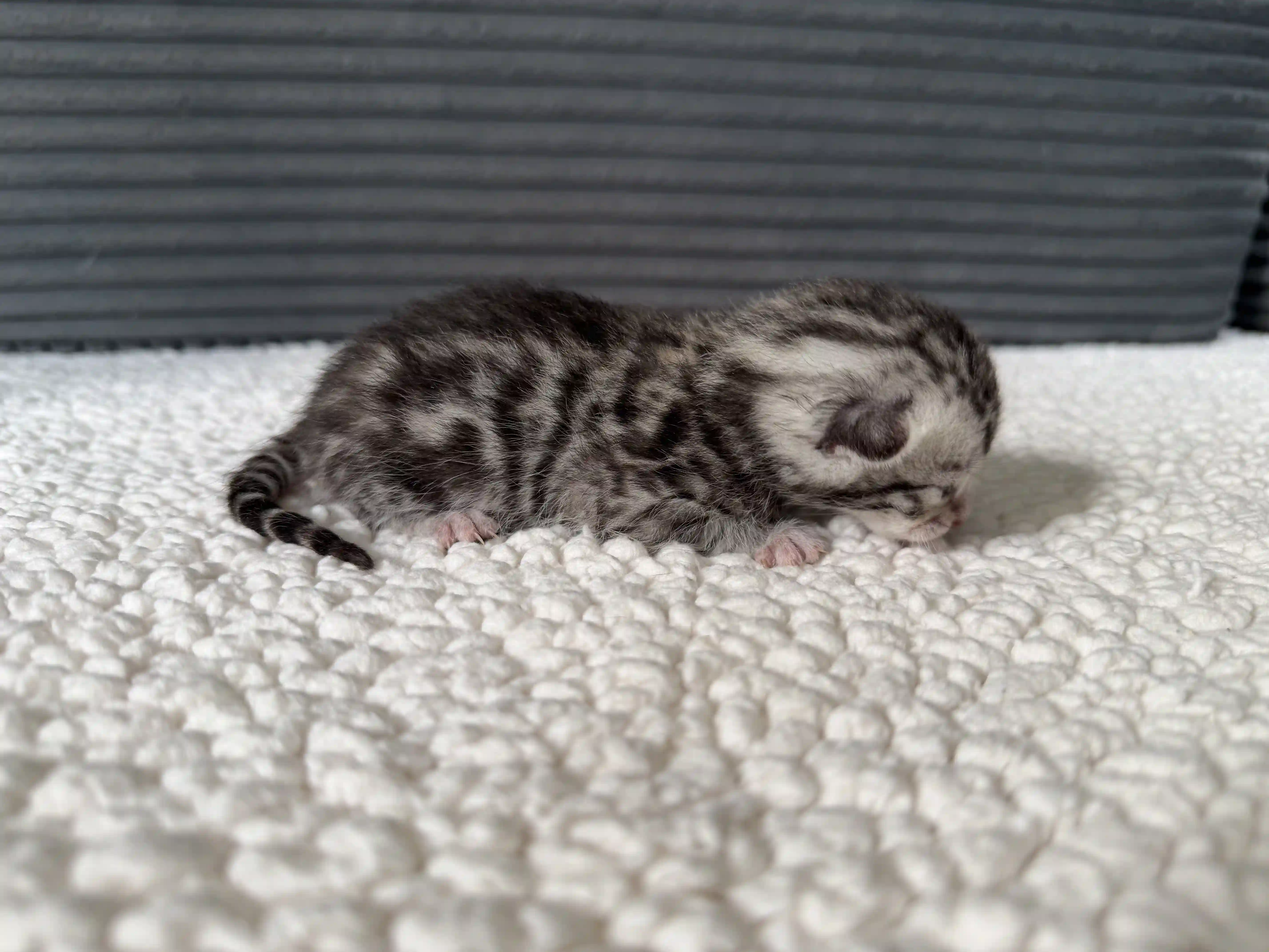 Slate - Bengal Kitten