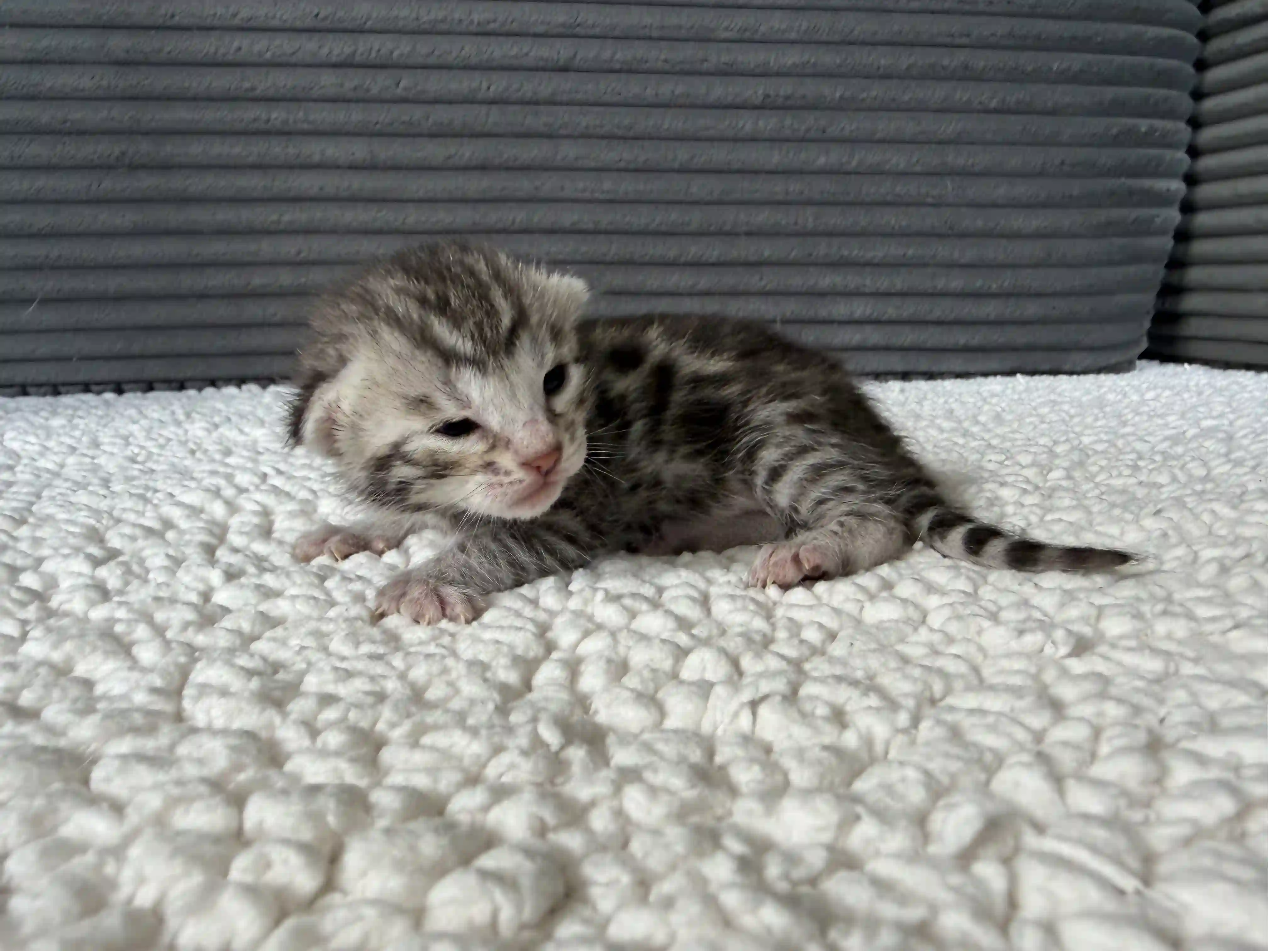 Willow - Bengal Kitten